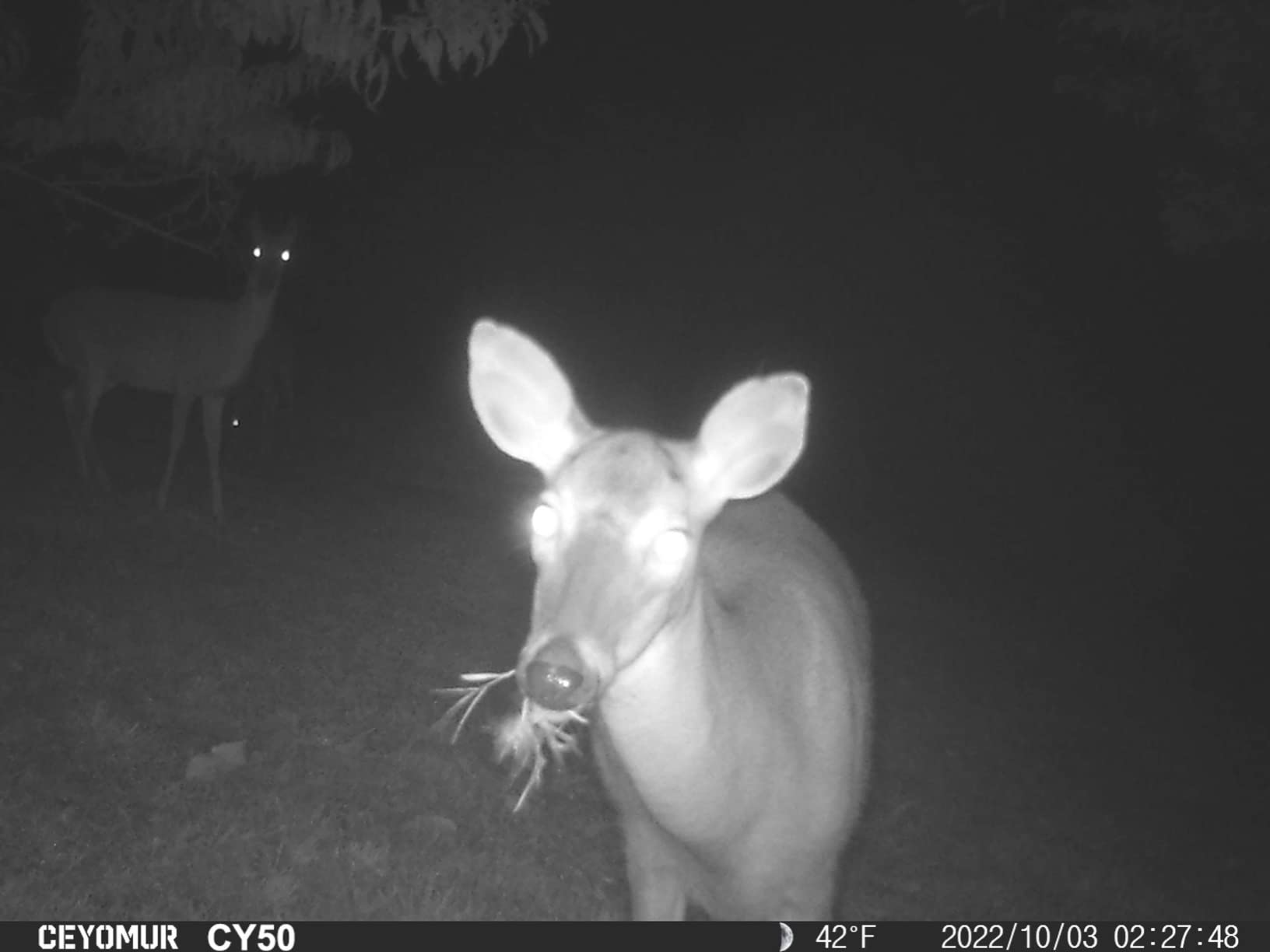 CEYOMUR Trail Camera, 36MP HD Trail Cam with Night Vision Motion Activated | 850nm IR LEDs, Video Game Camera with 2.0