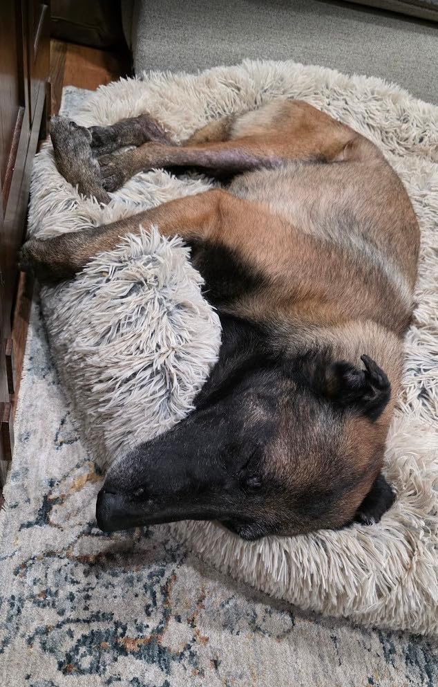 SAVFOX 23 inches Calming Donut Dog Bed - 3X Durable Plush Faux Fur, Machine Washable & Non-Slip, Fits up to 25 lbs, Dark Grey customer photo 2