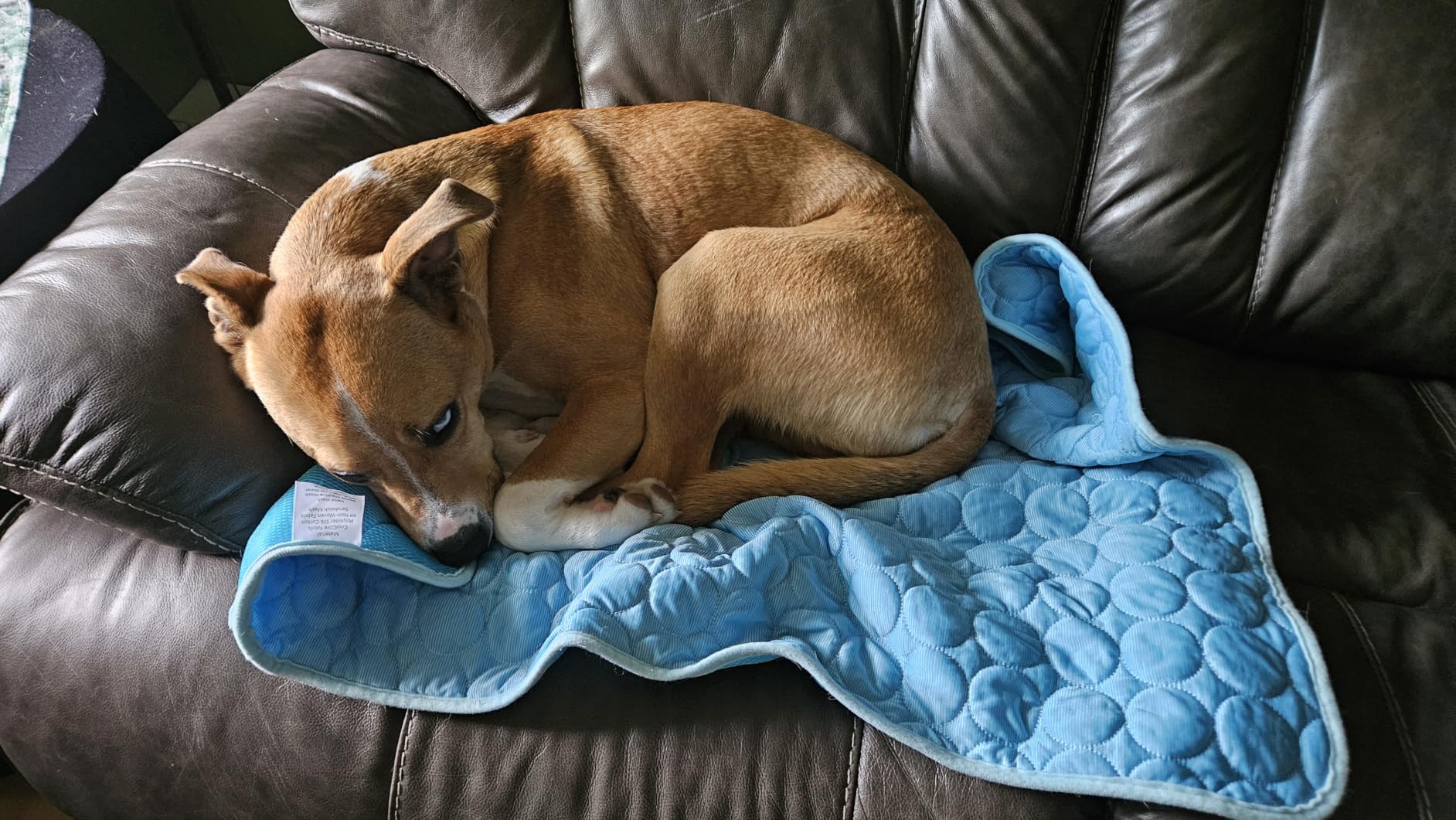 INSPECTOR TAIL Dog Cooling Mat, Indoor & Outdoor, Large Self Cooling Pad | No Freeze Needed, Breathable, Washable, Portable Cooling Mat for Dogs with Travel Bag, 39