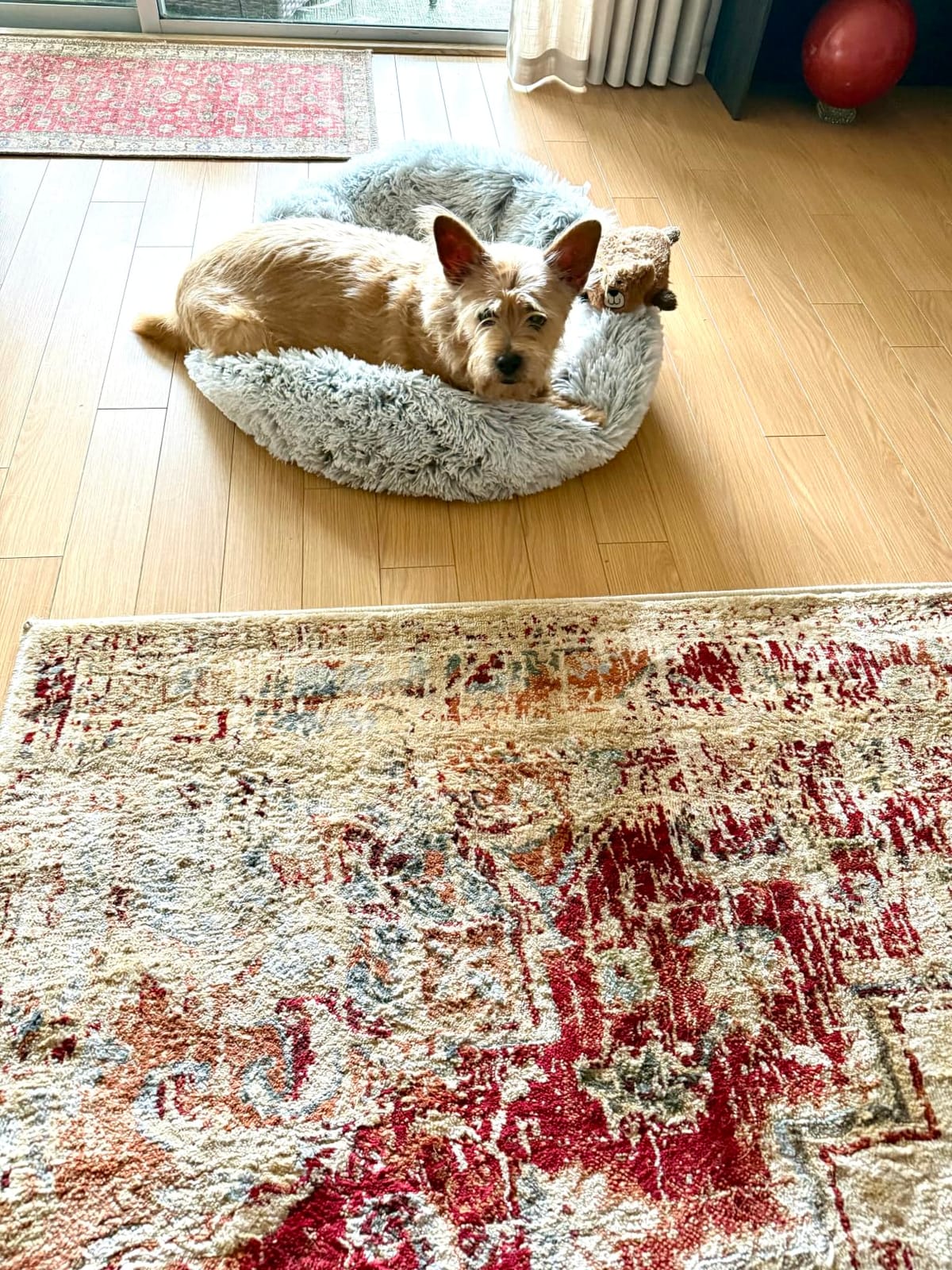 Western Home Calming Donut Large Dog Bed Pet Bed, 36