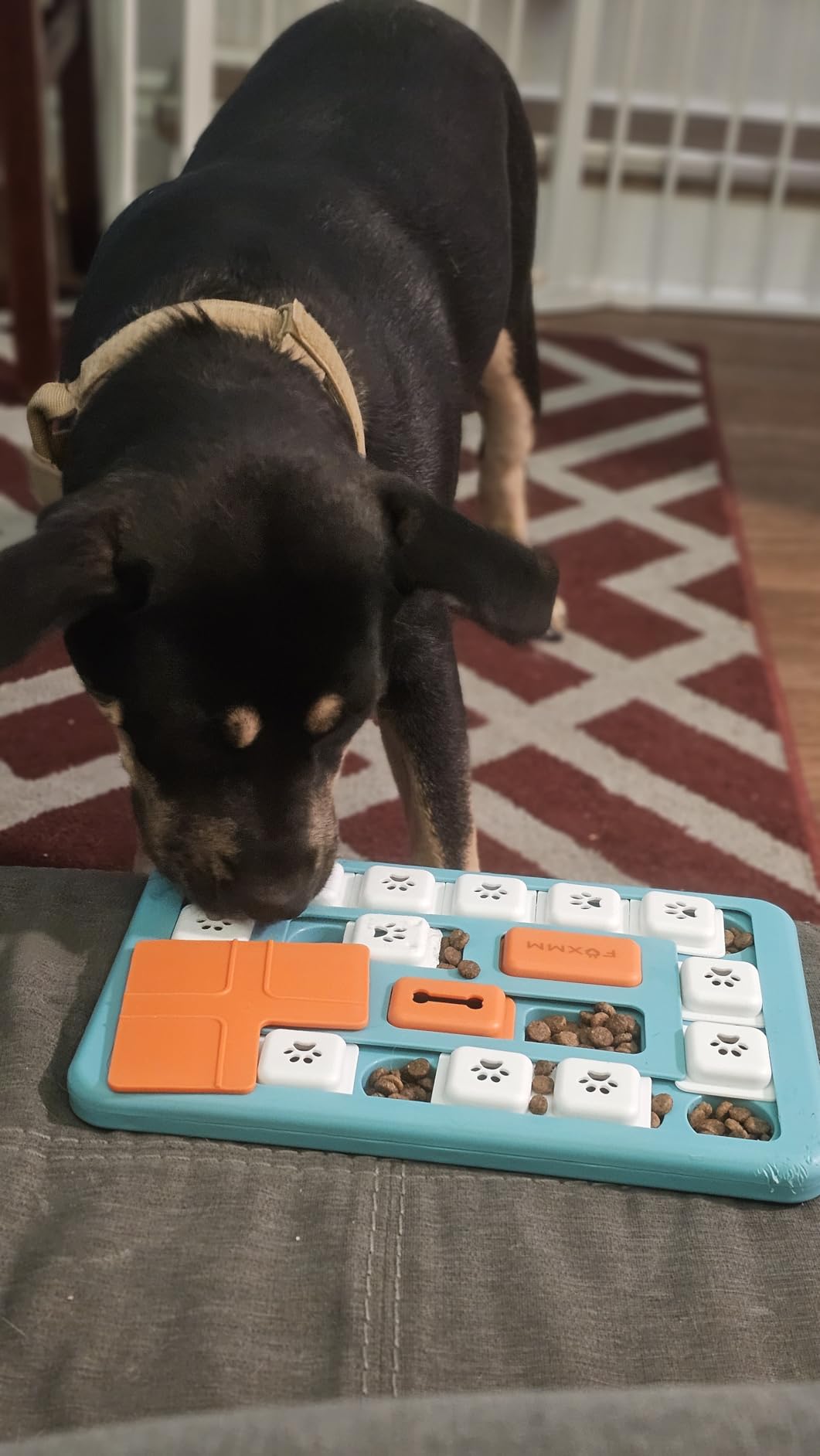 FOXMM Interactive Dog Treat Puzzle Toys for IQ Training & Mental Stimulating | Fun Slow Feeder, Large Medium Small Dogs Enrichment Toys with Squeak Design, Ideal Gifts for Puppies, Cats, Dogs customer photo 2