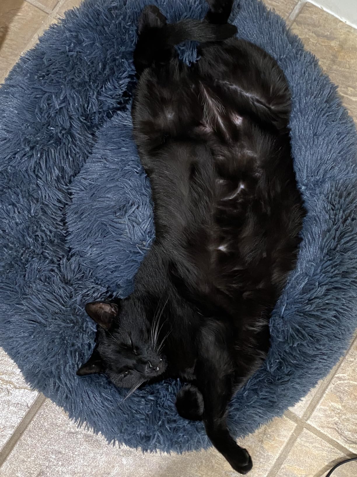 Whiskers & Friends Cat Beds for Indoor Cats & Small Dog, Fluffy Cat Bed | Orthopedic Soft Plush Calming Donut Bed, Washable Round Pet Bed, Sized for Kitten to Large Cats & Puppy to Small Dogs customer photo 2