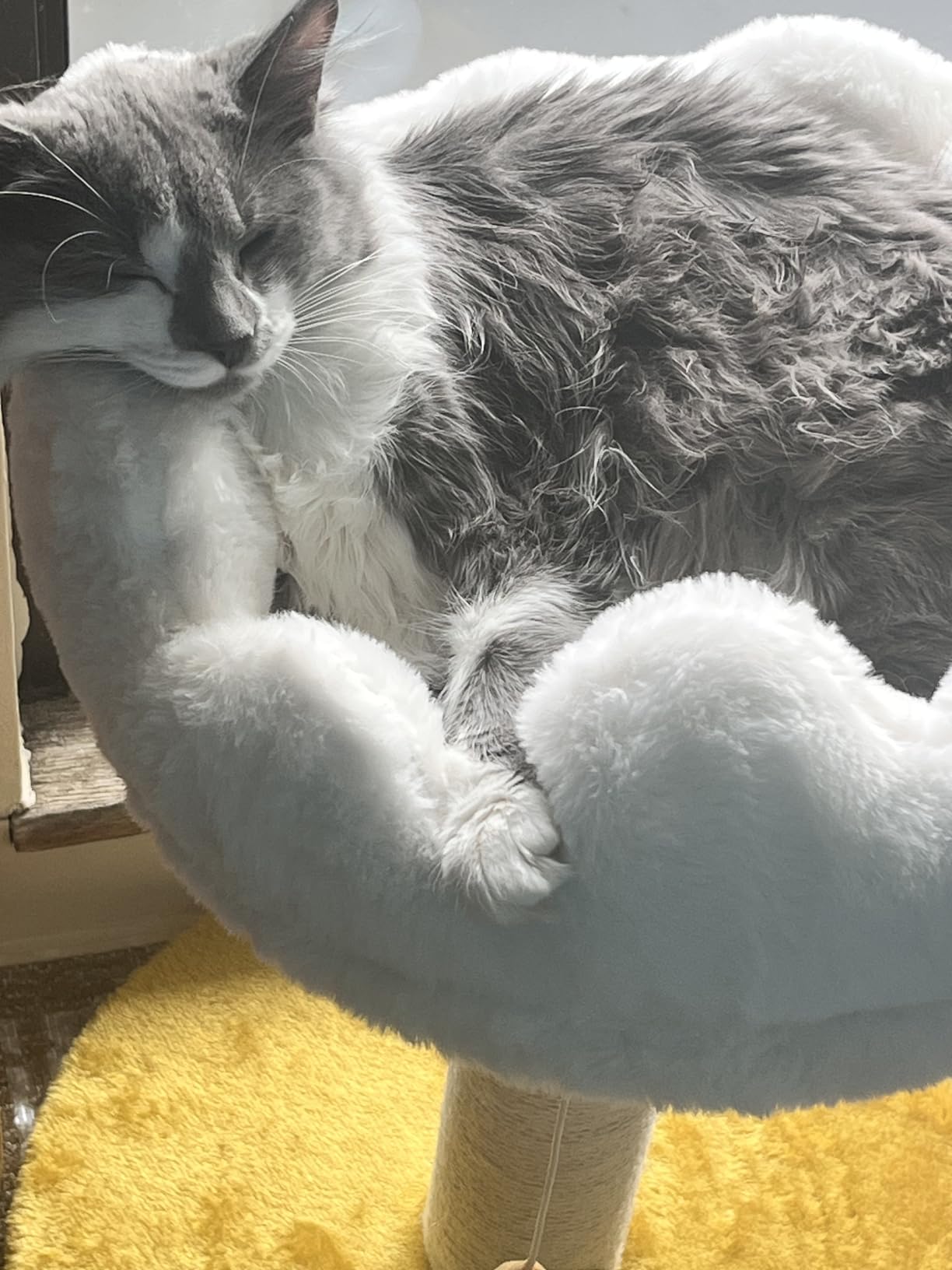 Happi N Pets Cloud Cat Tree, Cat Scratching Post with Soft Bed for Kitten | Natural Sisal Posts, Small Cat tree, Kitten Scratching Post, Cute Toys & Catnip, Easy To Clean, Stable Structure, Home Decor customer photo 2