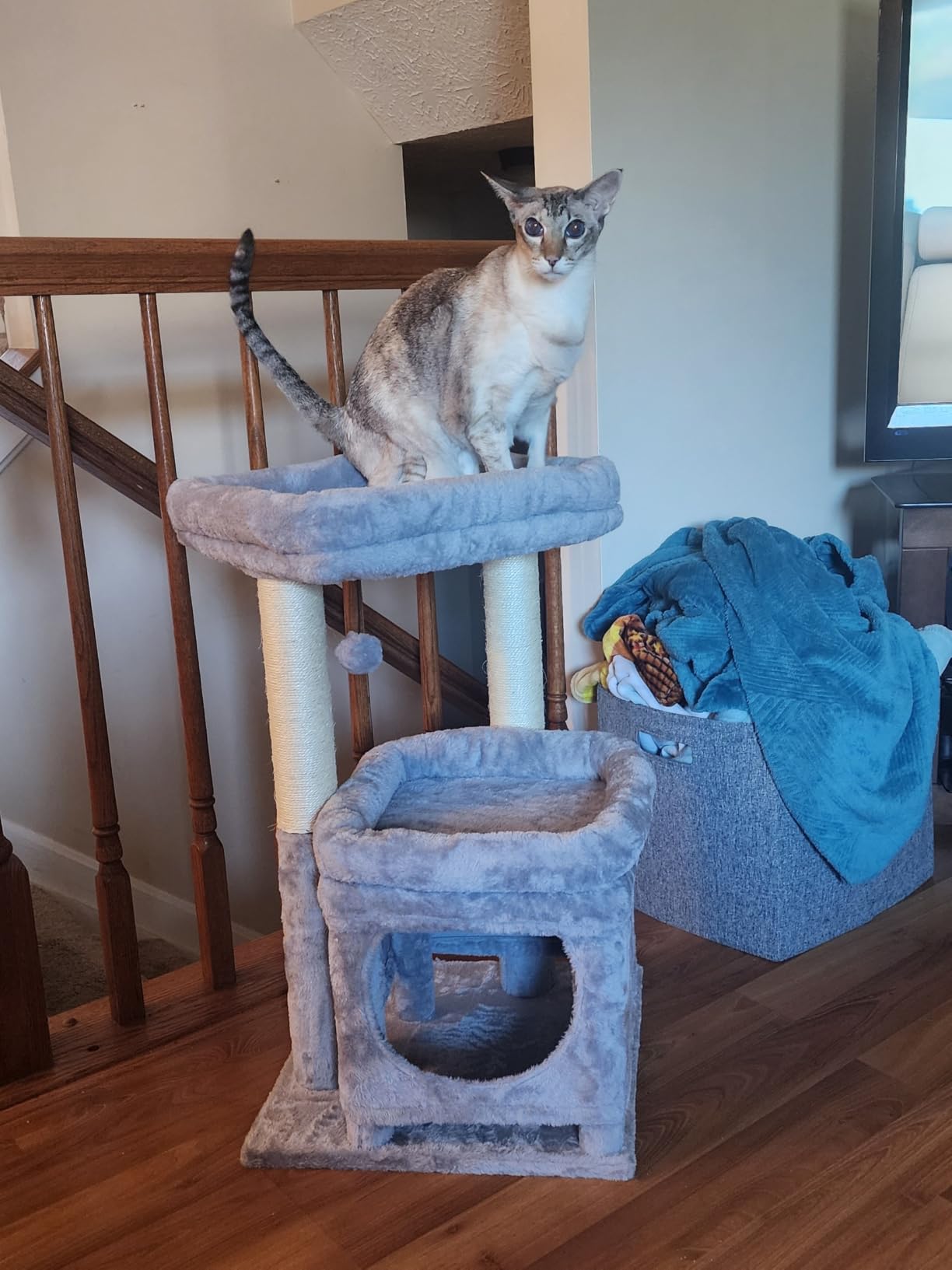 PEQULTI Small Cat Tree Tower for Indoor Cats, Sisal Post & Cozy Condo Beige customer photo 1
