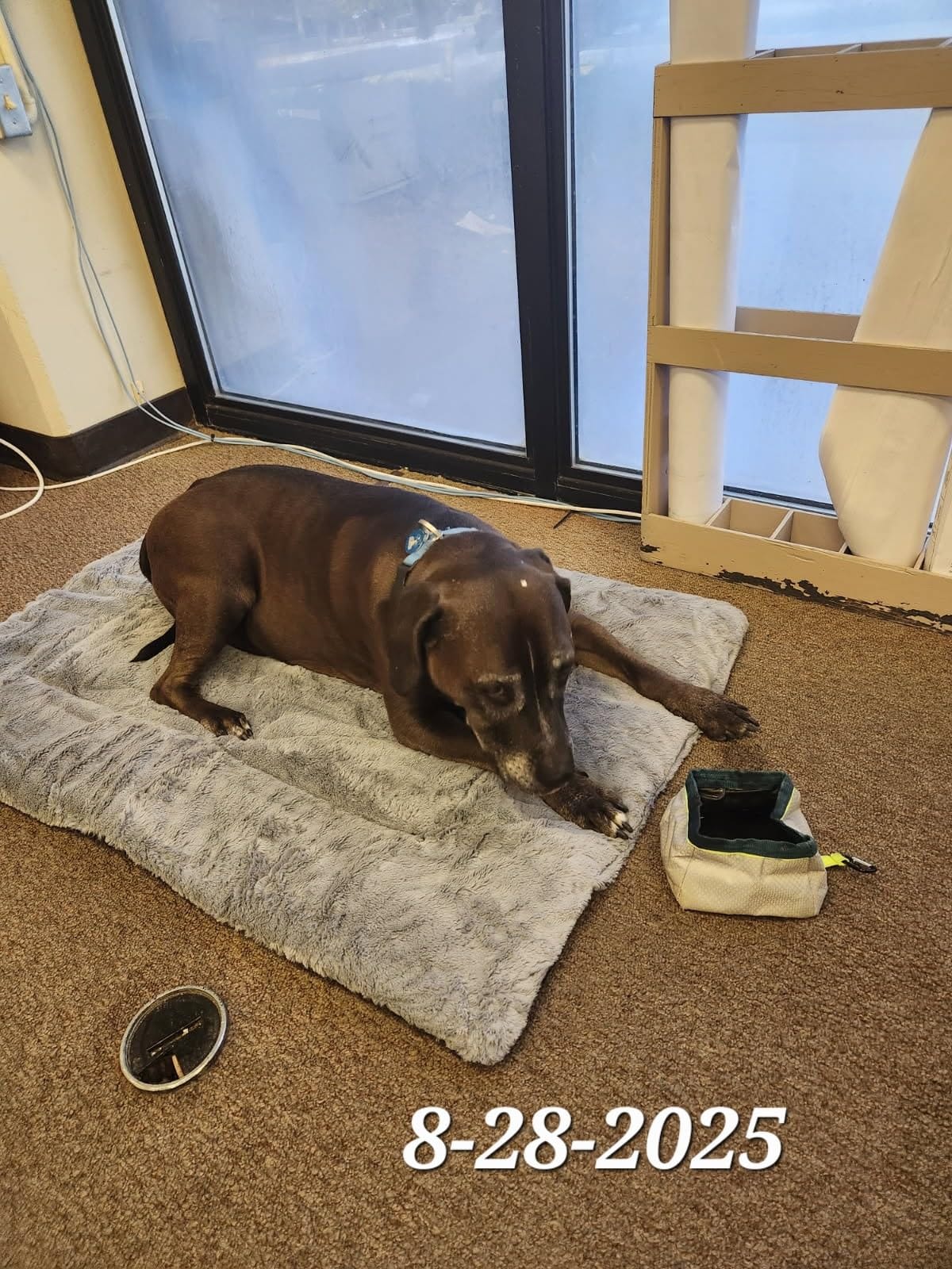 Dog Crate Pad Washable Dog Bed for Crate Medium Cozy Mat 36-Inch Gray - Ultra Soft Kennel Pad, Anti-Slip Bottom, Fits Most Metal Crates customer photo 2
