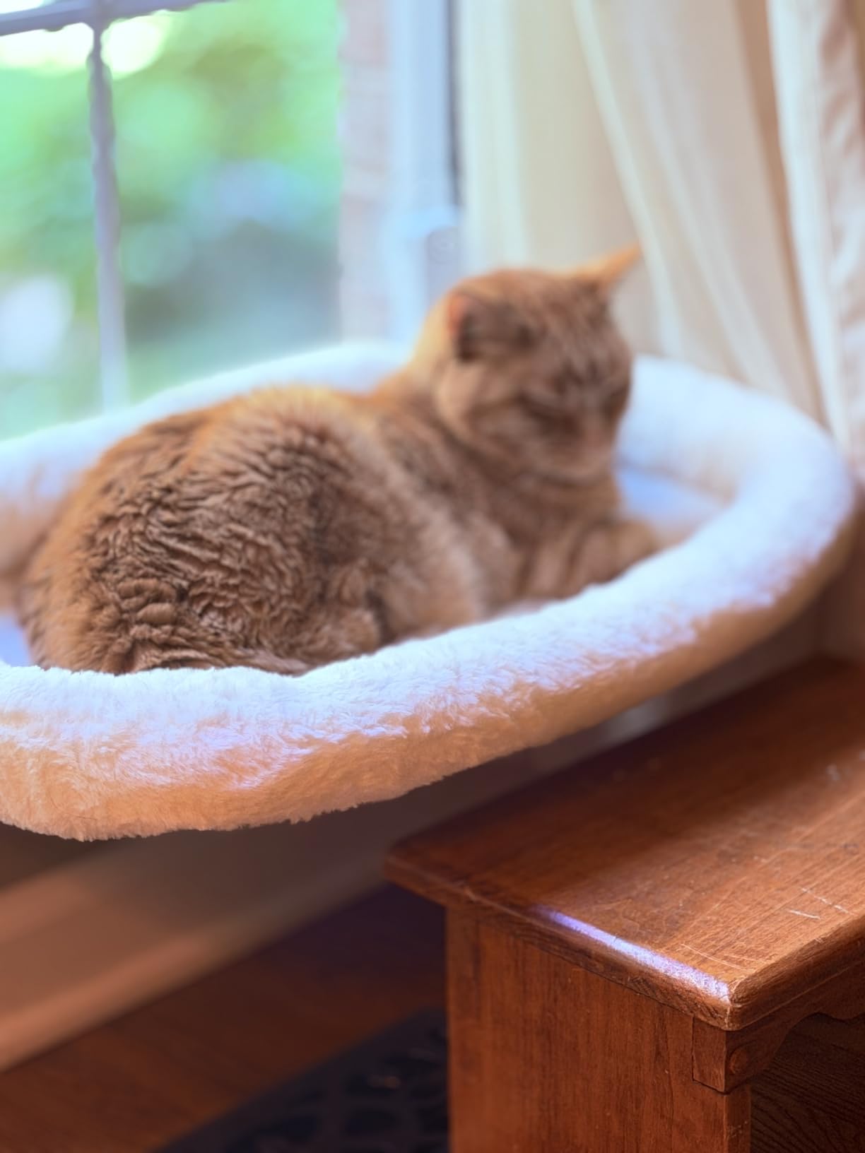 AMOSIJOY Cordless Cat Window Perch, Window Hammock for Cats with 4 Strong Suction Cups, Solid Metal Frame and Soft Cover, Indoor Cat Bed customer photo 1