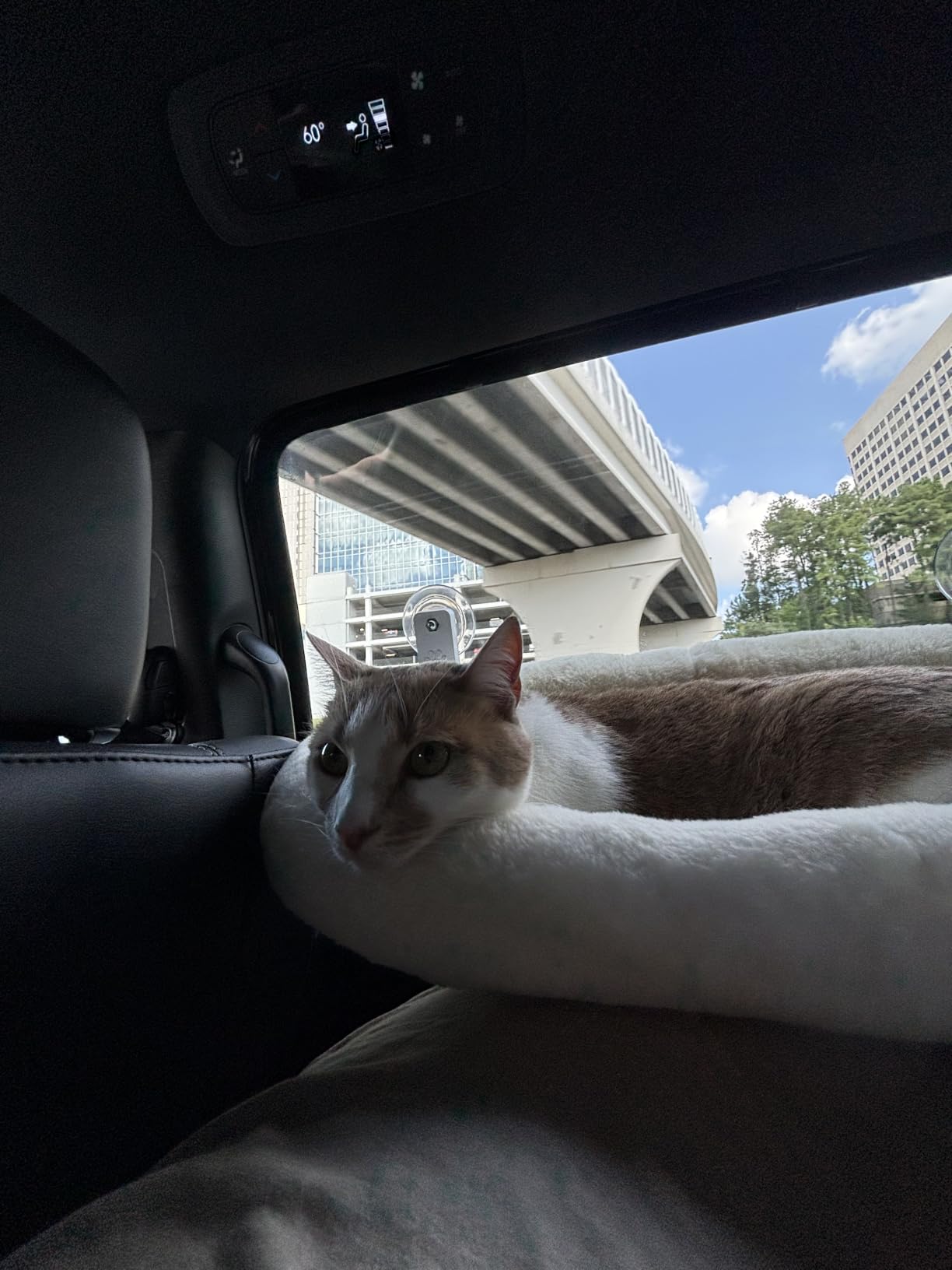AMOSIJOY Cordless Cat Window Perch, Window Hammock for Cats with 4 Strong Suction Cups, Solid Metal Frame and Soft Cover, Indoor Cat Bed customer photo 2