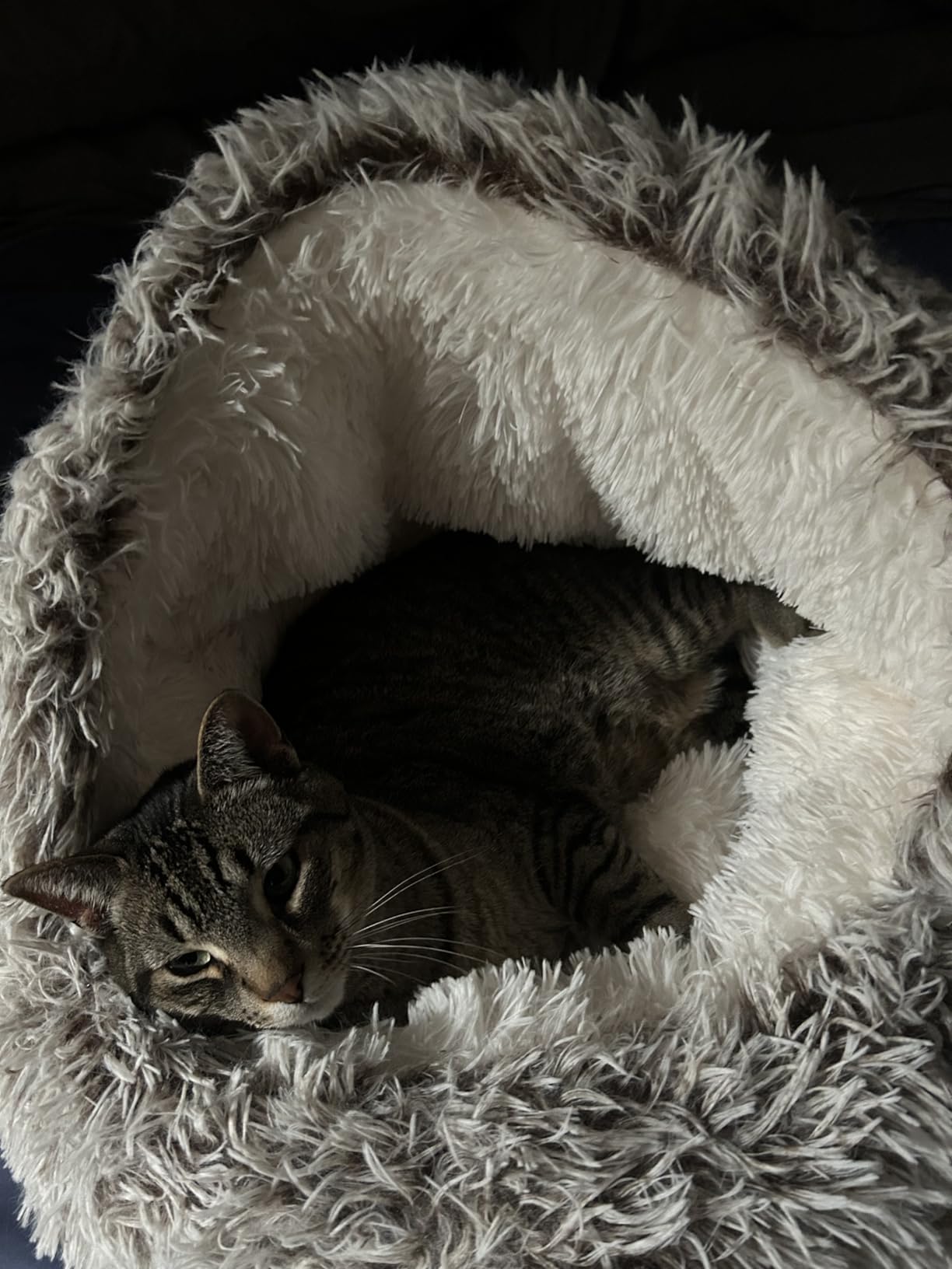 CATISM Cat Bed, Cat Beds for Indoor Cats with Covered Hooded customer photo 1