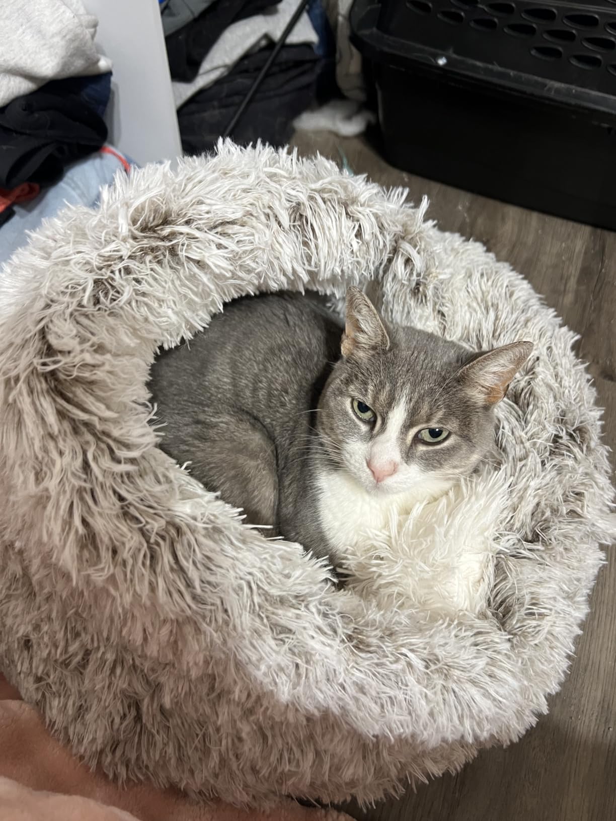 CATISM Cat Bed, Cat Beds for Indoor Cats with Covered Hooded customer photo 2