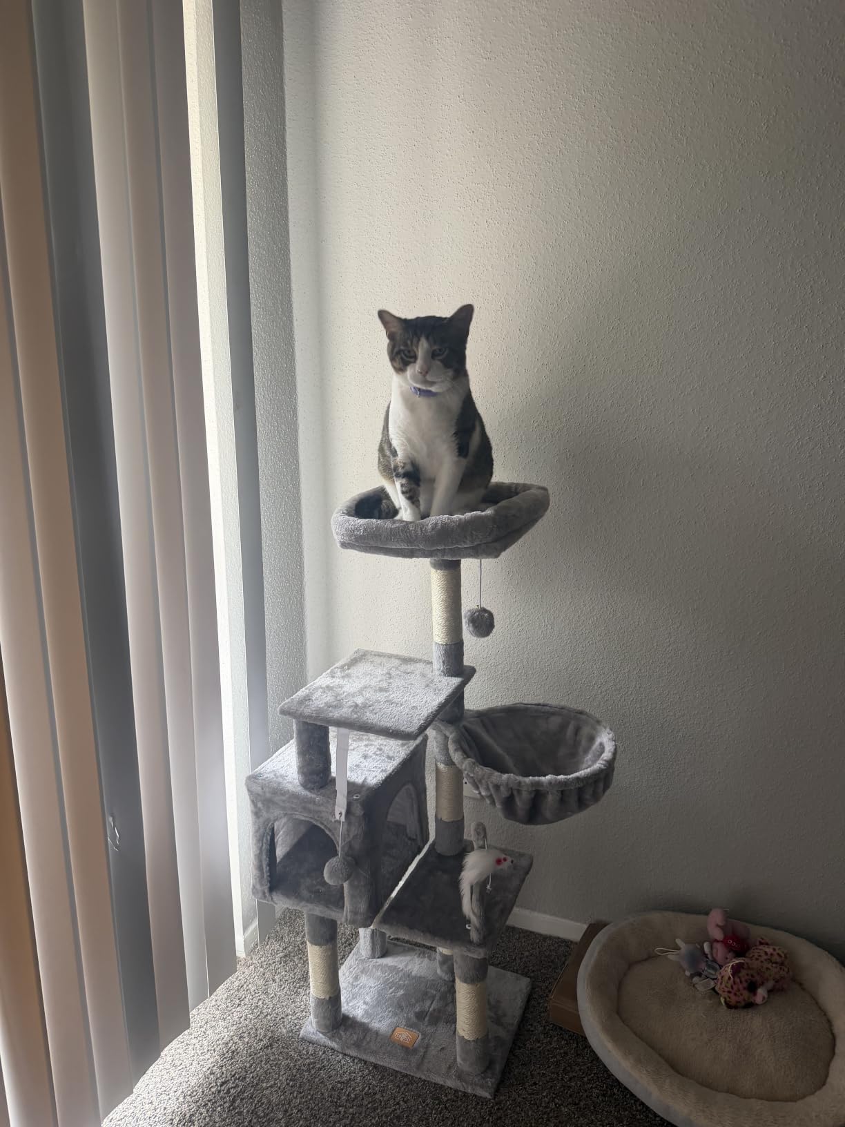 Heybly Cat Tree with Toy, 43.3 inch Cat Tower for Indoor Cats HCT004SG | Cat Condo with Durable Sisal Scratching Posts, Cat House with Padded Plush Perch, Cozy Hammock, Smoky Gray customer photo 1