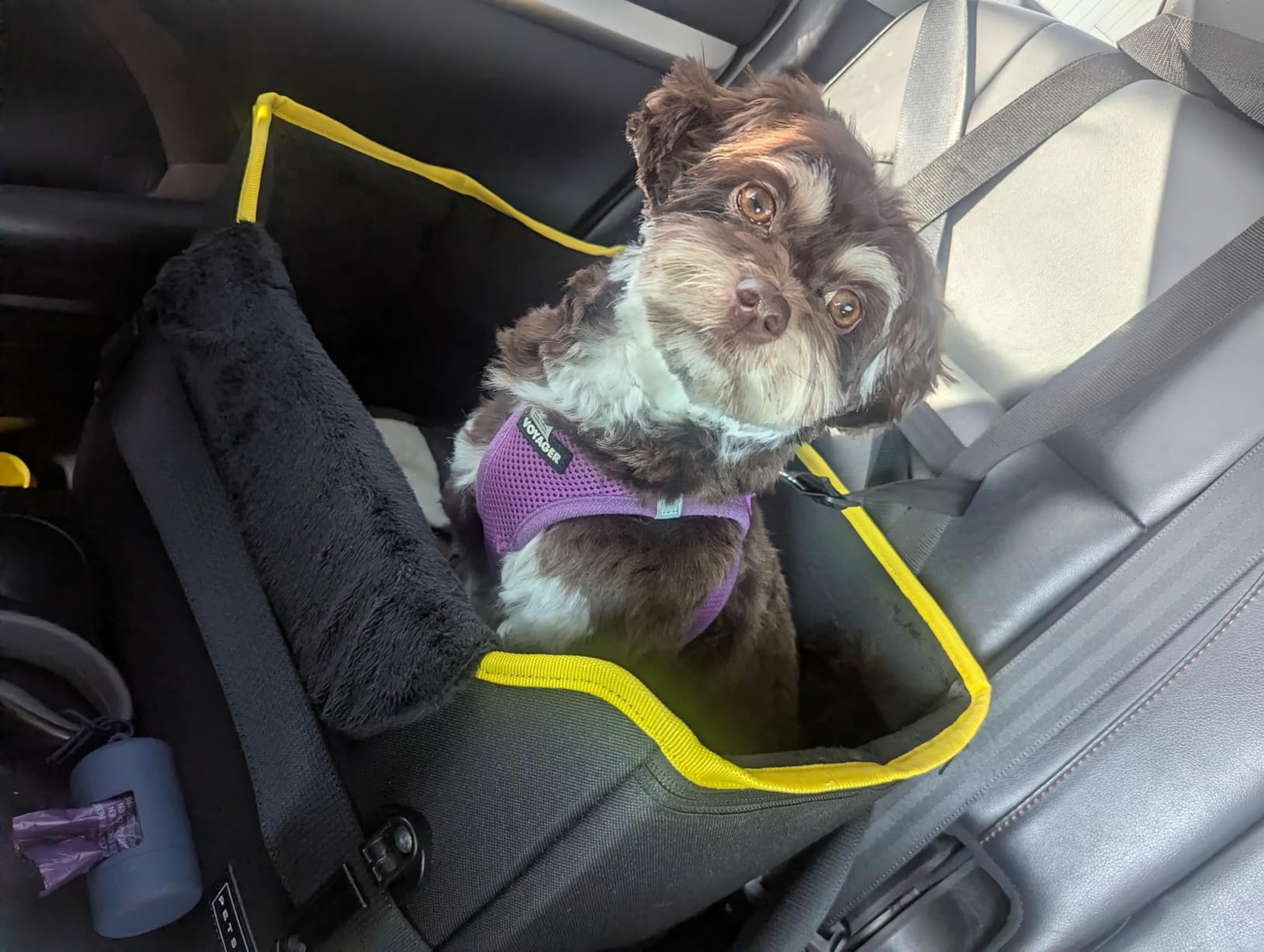 PETSFIT Dog Car Seats for Small Dogs - Patented Safety Buckles - Safety Tether - Foldable Travel Dog Booster Car Seat Reduces Anxiety & Road Trips - Stable Frame, Soft Cushion, Fits Front/Back Seat customer photo 1