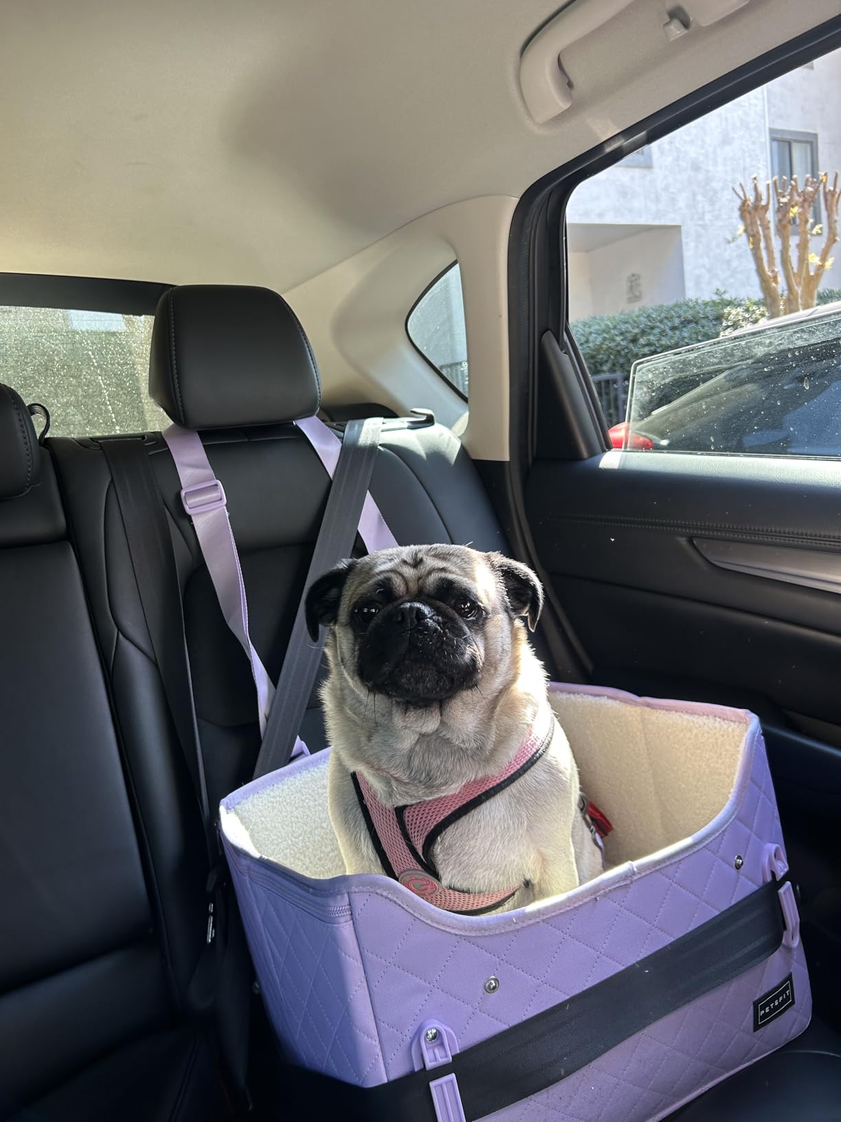 PETSFIT Dog Car Seats for Small Dogs - Patented Safety Buckles - Safety Tether - Foldable Travel Dog Booster Car Seat Reduces Anxiety & Road Trips - Stable Frame, Soft Cushion, Fits Front/Back Seat customer photo 2