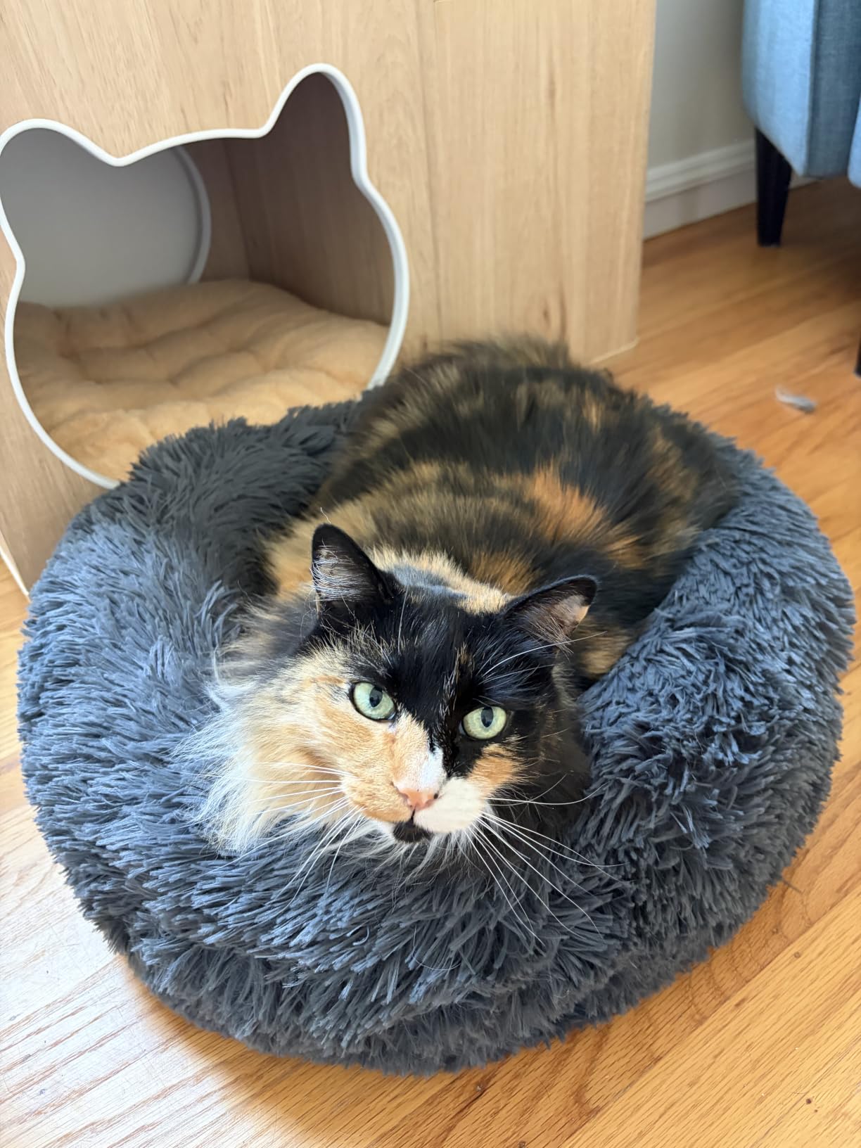 Whiskers & Friends Cat Beds for Indoor Cats, Fluffy Cat Bed Small to Large | Orthopedic Soft Plush Calming Donut Bed, Washable Round Pet Bed, Sized for Kitten to Large Cats & Puppy to Small Dogs customer photo 2