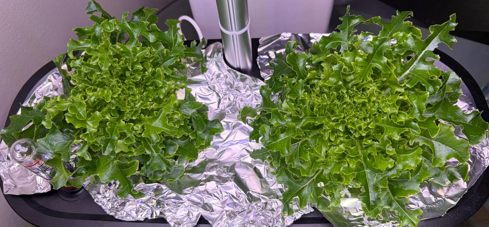 LETPOT LPH-SE Hydroponics Growing System, 12 Pods Smart Herb Garden Kit customer photo 2