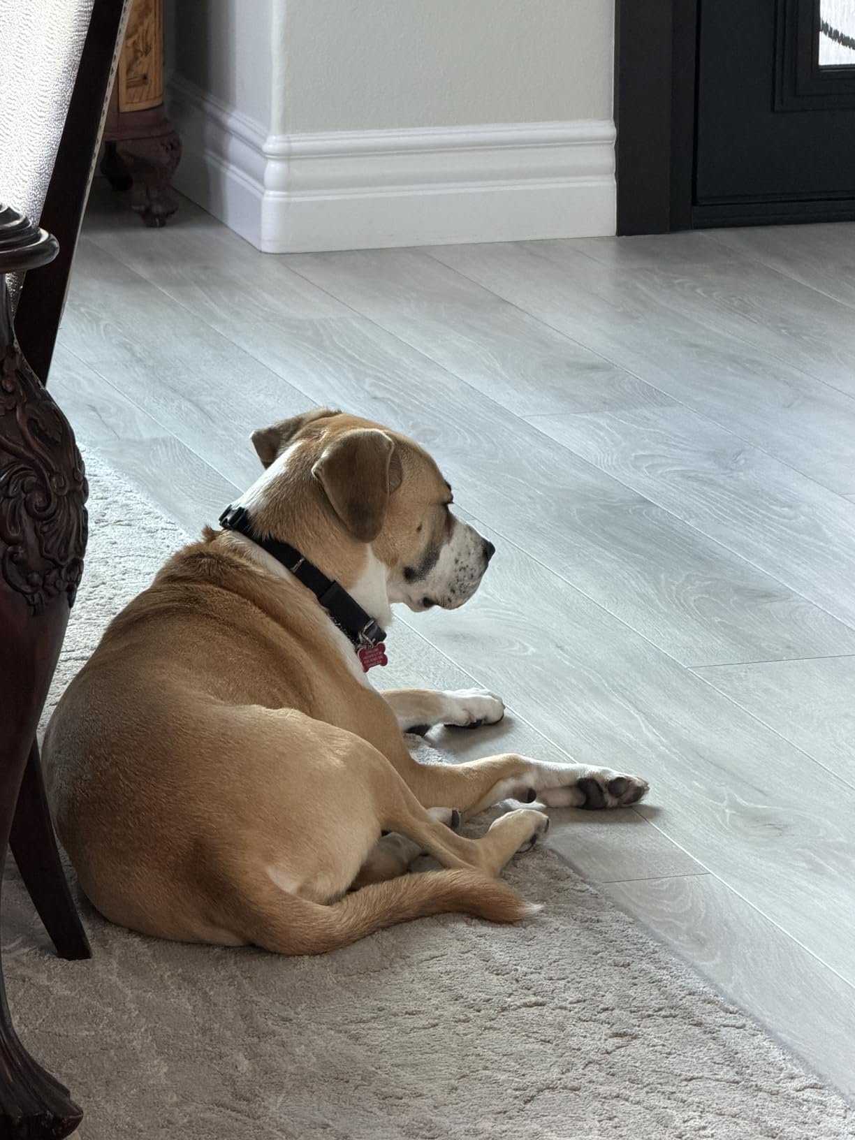 Furbo 360° Dog Camera [Subscription Required] Unlock w/Paid Plan: Home Security & Dog Safety Alerts, Rotating Pet Treat Toss, 2-Way Speaker customer photo 1