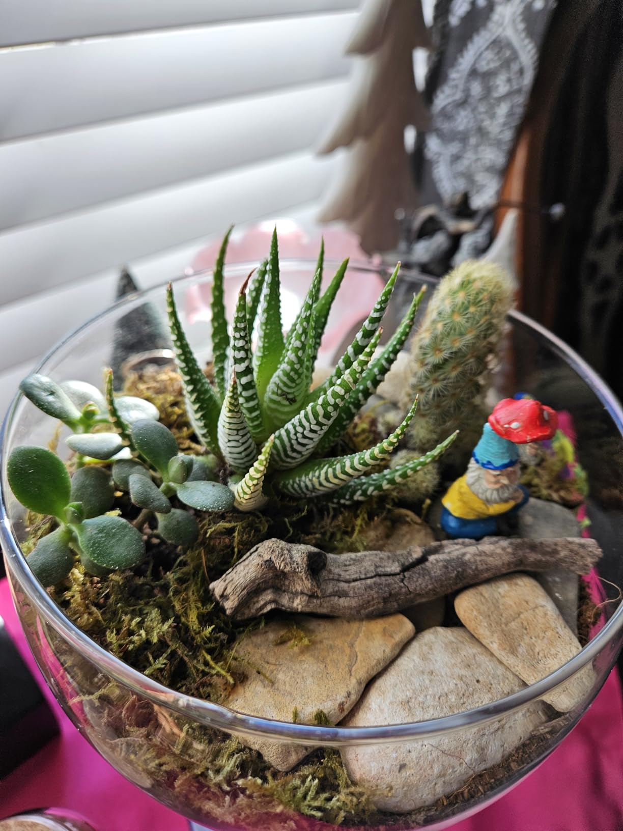 Terrarium Kit, Succulents & Indoor Plants Set DIY | Starter Pack for Any Plant - Build Your Own Ecosystem - Supplies for 64 fl oz Jar or Pot - (Jar & Plants Not Included) customer photo 2