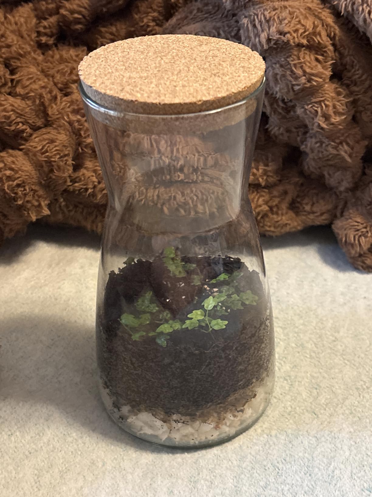 Terrarium Kit for Plants DIY | Starter Pack - Closed Ecosystem - 34 fl oz Glass - Succulents, Air Plants, Bonsai, Indoor Plants - (Plants Not Included) customer photo 2
