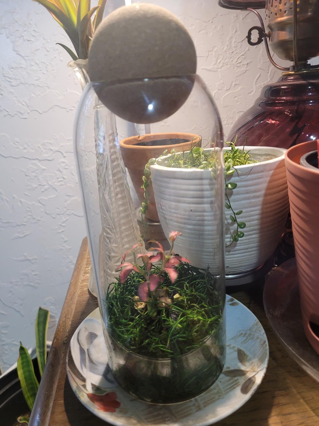 Glass Terrarium with Airtight Wood Lid (Ball Cork) | Closed Terrarium Planter | Clear Glass Bottle Jar Container | 800ml / 27oz | Moss Terrarium Jar | Indoor Ecosystem Decoration Gifts (Only Jar) customer photo 1