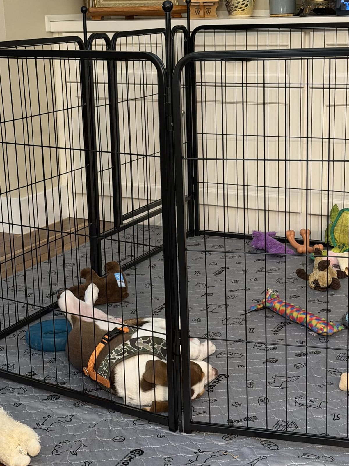 FXW Rollick Dog Playpen, Indoor, Yard & RV Camping, 24
