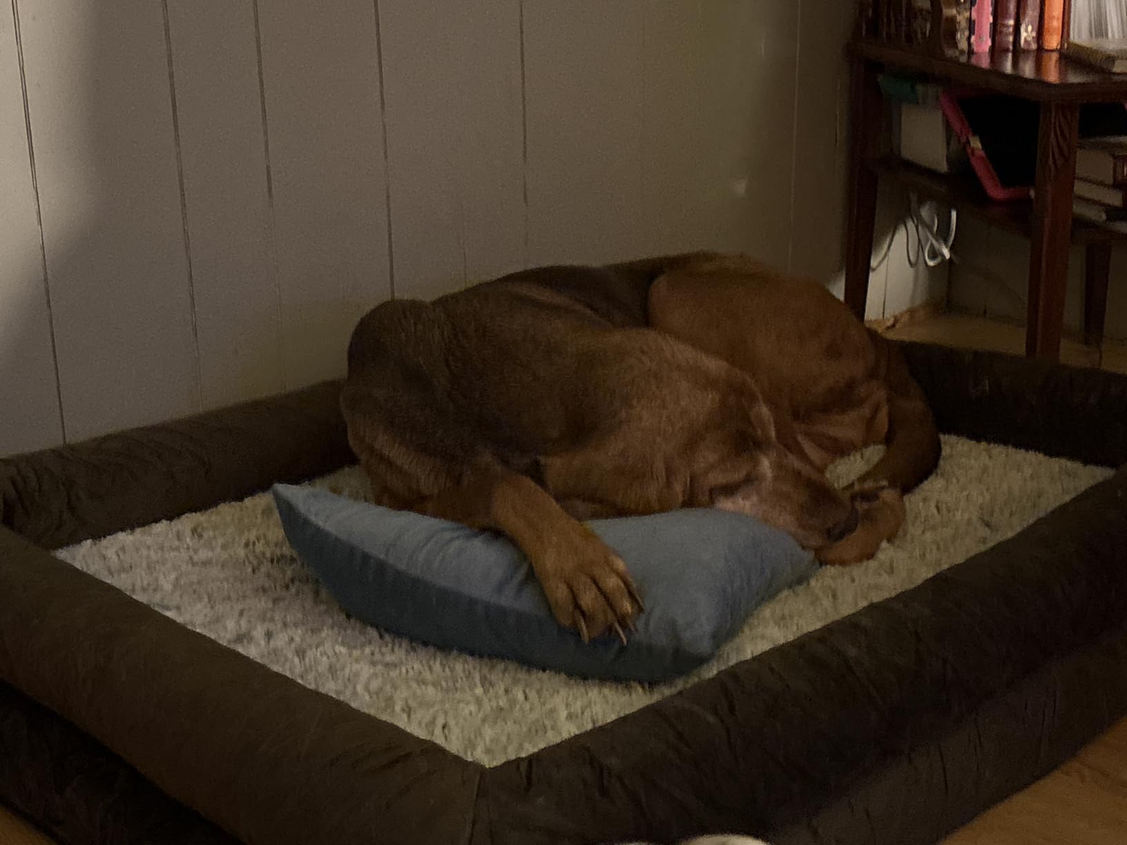 WNPETHOME XL Extra Large Orthopedic for Senior Dog Bed, Washable Dog Couch with Removable Waterproof Cover, Large Pet Sofa Bed with Bolster Sides, Grey 41x28 Inch customer photo 2