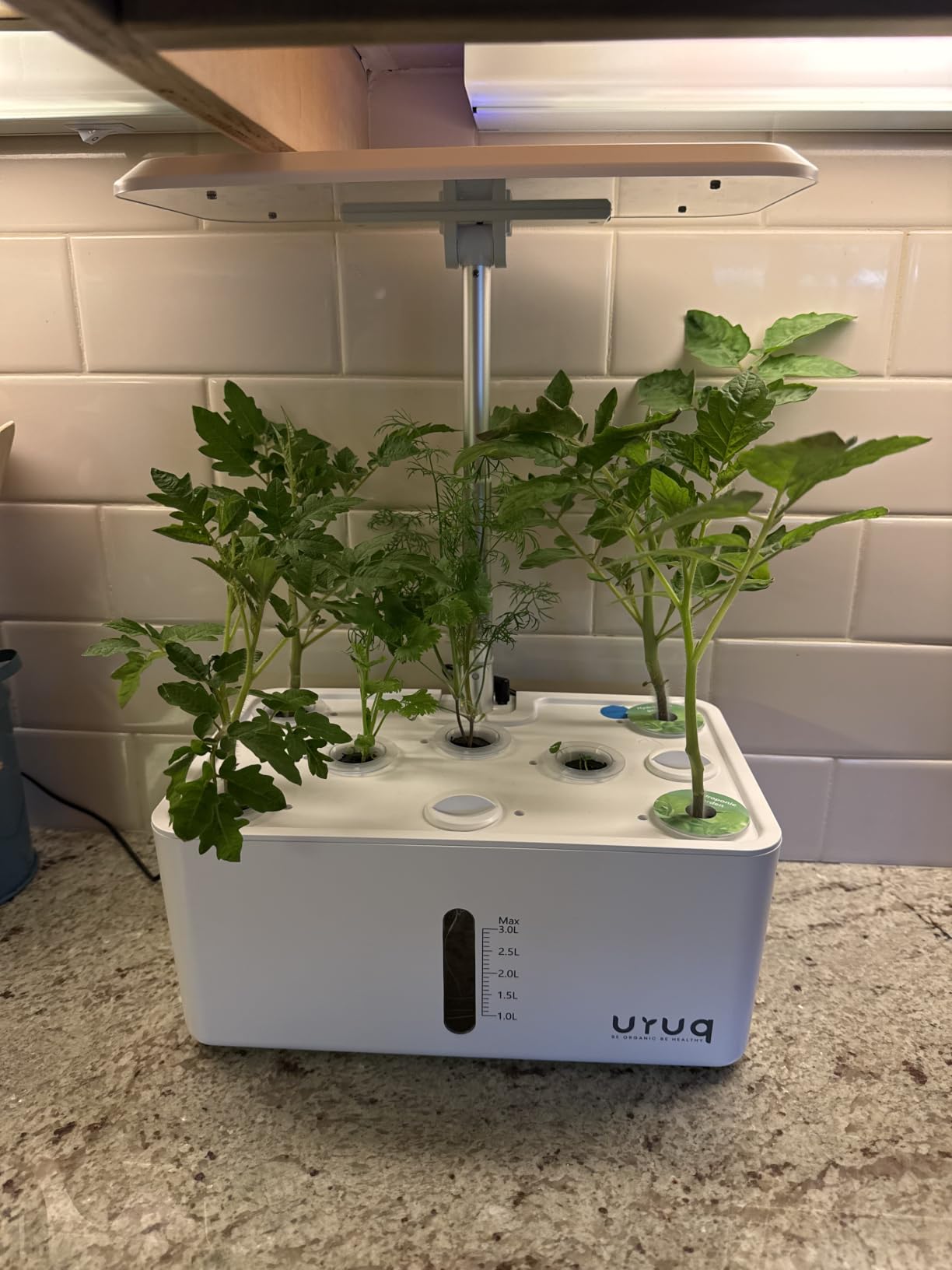 URUQ 8 Pods Hydroponics Growing System with LED Grow Light - White | Quiet Water Pump, Automatic Timer, Adjustable Height for Fresh Herbs, Vegetables, Indoor Gardening, Gifts for Plant Lovers customer photo 1