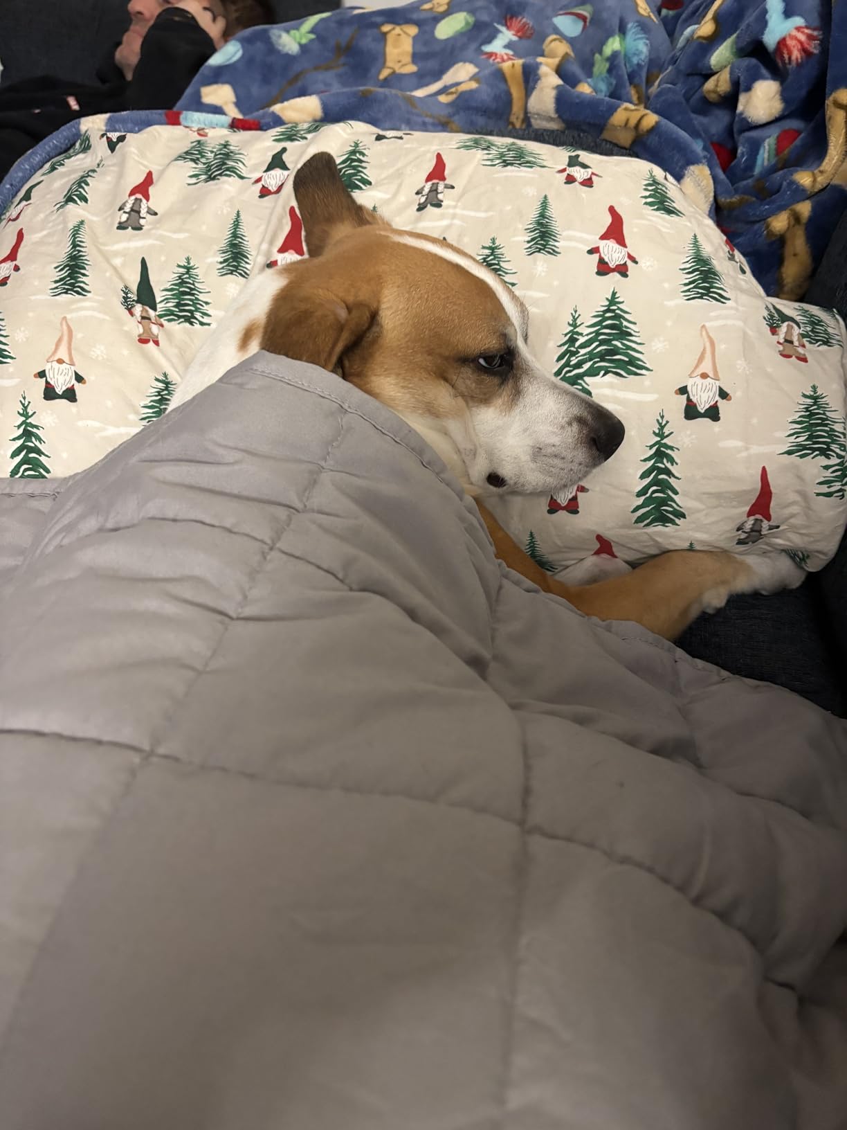 Sivio Weighted Lap Blanket for Sleeping, 2lbs 20 x 30 inches | Cooling Soft Minky; Breathable; Calm and Nap; Filled With Glass Bead; Small Weighted Lap Pad for School and Home; Grey customer photo 1