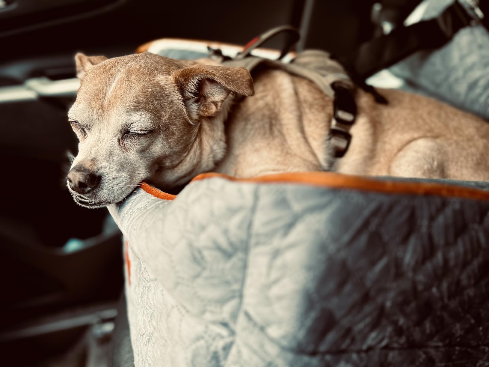 Dog Car Seat for Small Dogs Up to 25 lbs with 6-Inch Memory Foam Cushion | Elevated Booster Seat with Safety Belts, Storage Pockets and Removable Washable Cover for Front or Back Seats, Grey customer photo 2