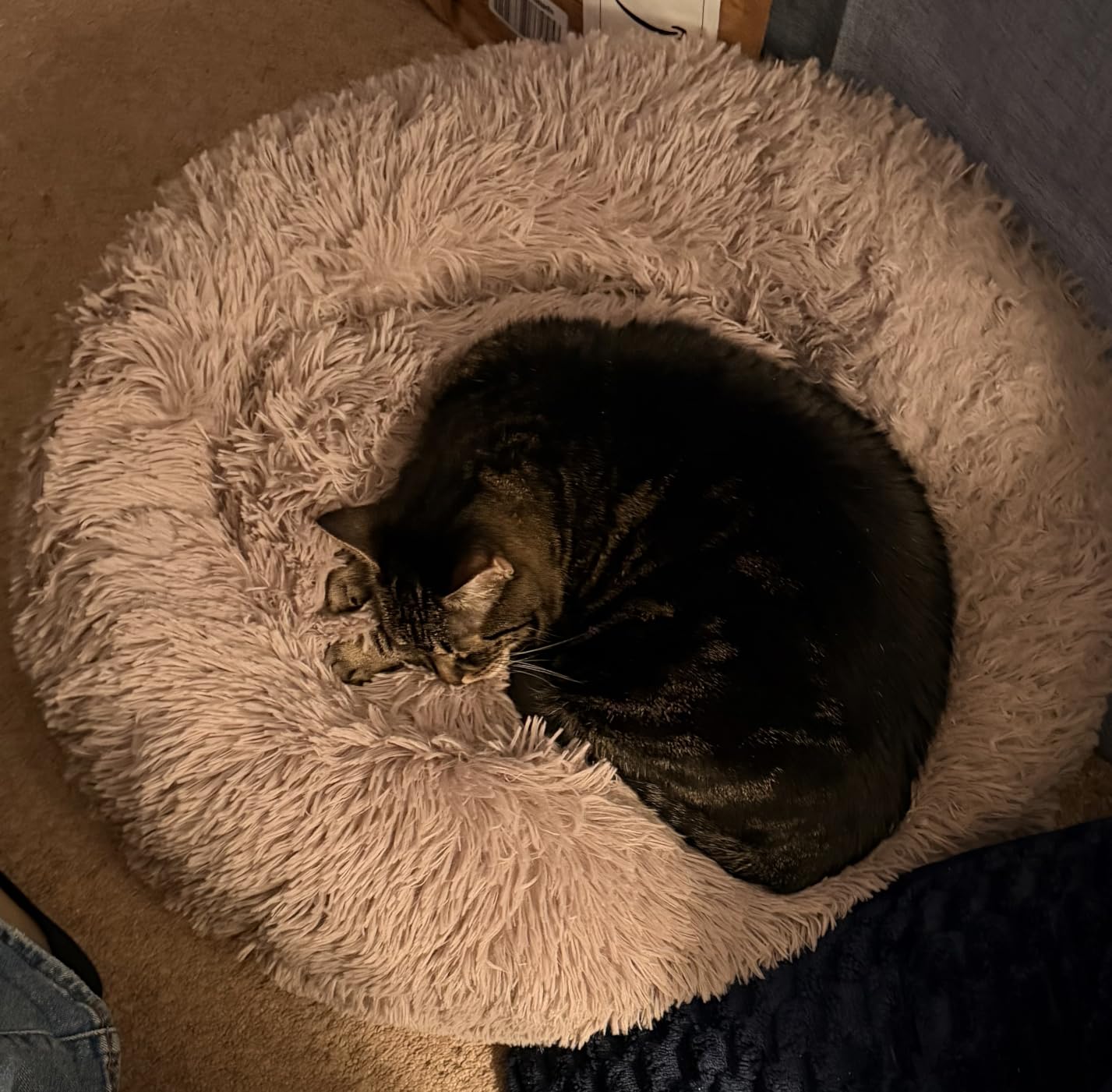 JOLLYVOGUE Small Dog Bed, Calming Soft Anti-Anxiety Donut Cat Bed, Washable Round Fluffy Cushion (20