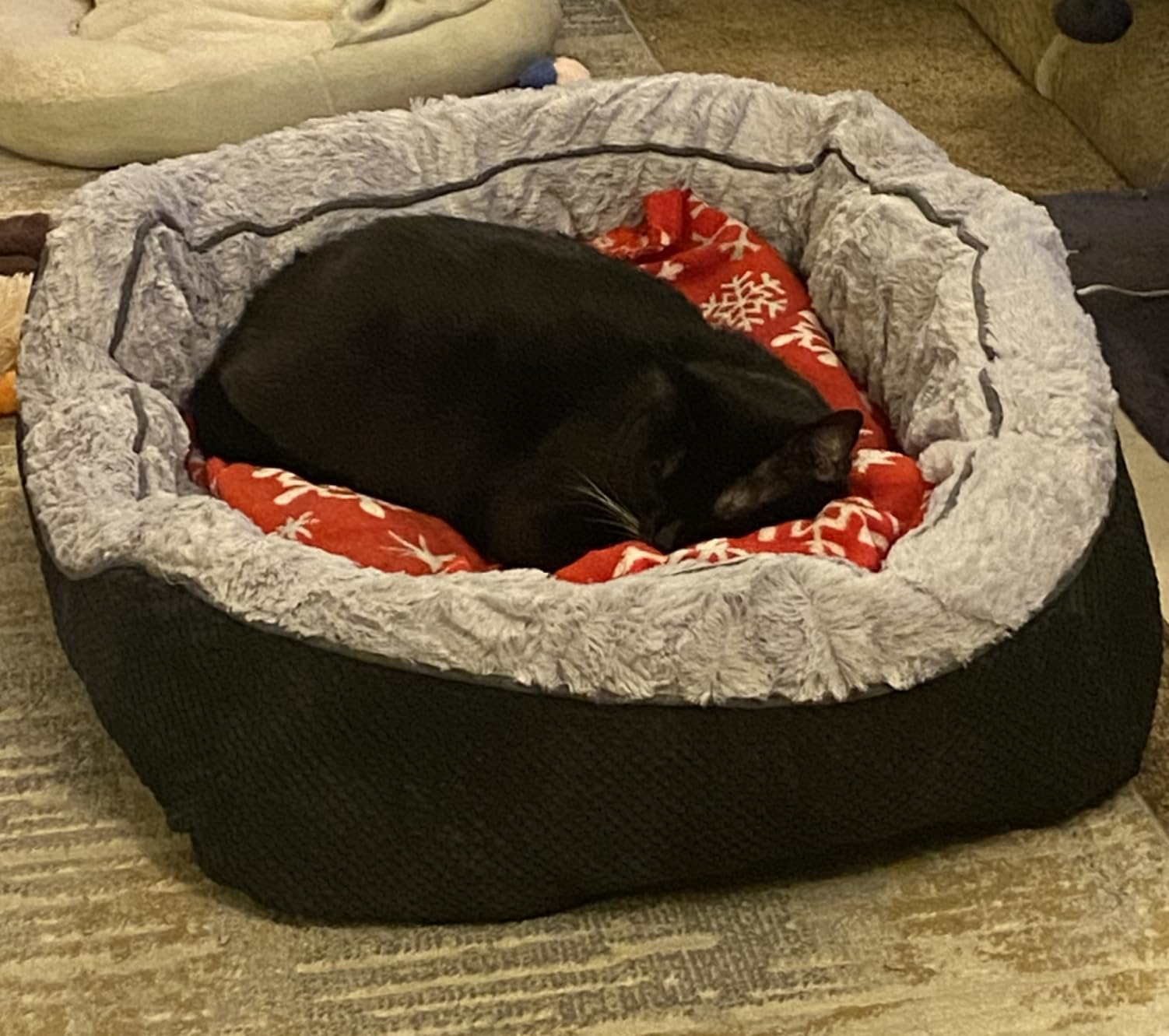 INVENHO Small Dog Bed for Small Dogs, Cat Beds for Indoor Cats Washable, Orthopedic Dog Bed, Warming Soft Calming Sleeping Puppy Bed Durable Pet Bed with Anti-Slip Bottom S(20