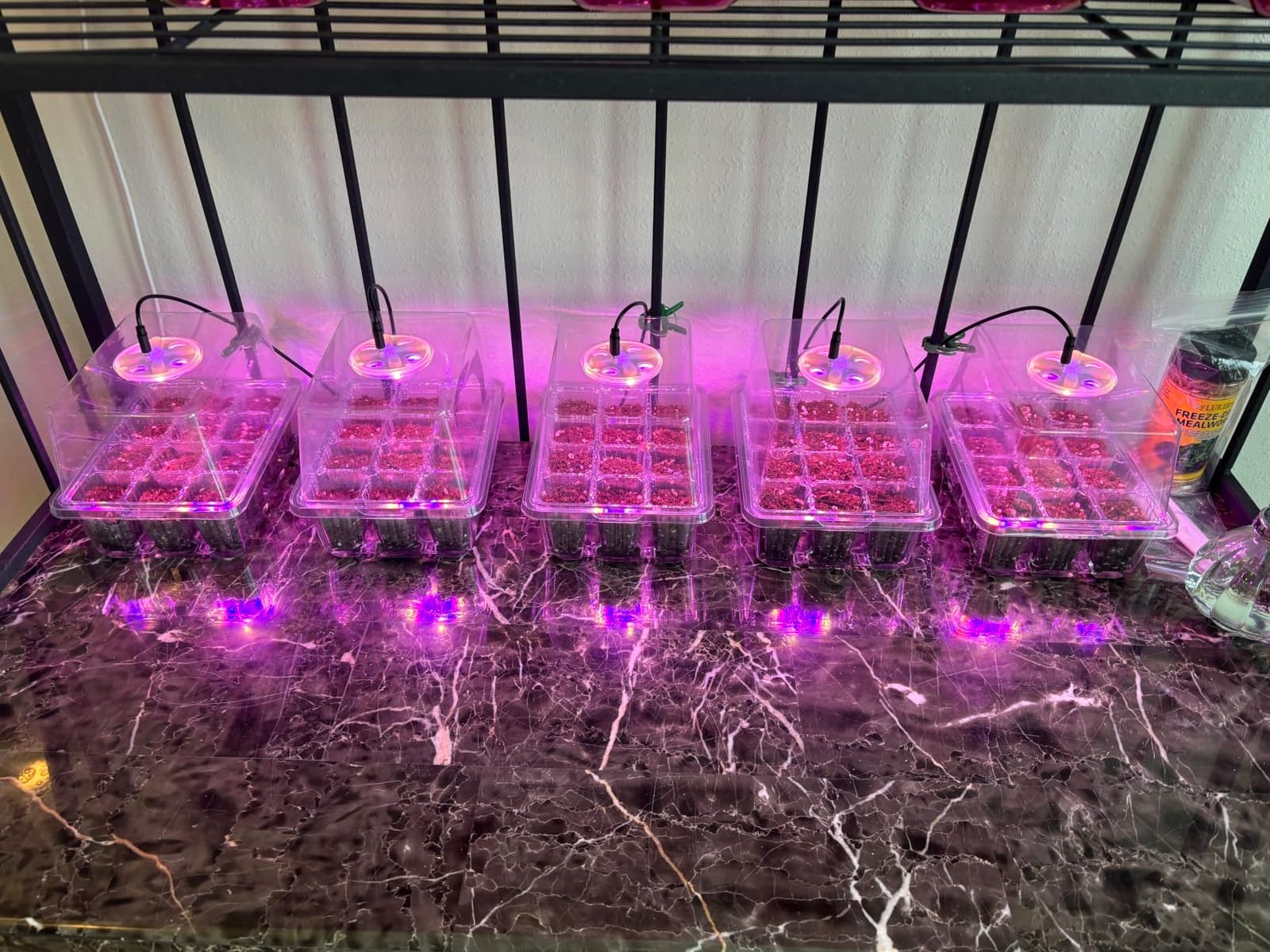 Bonviee Seed Starter Trays with 12-LED Grow Lights, Clear, 5 Pack | 5 Clear-base seedling Kits, 60 Cells, 12-LED Grow Light Per Tray, Vented Humidity Domes, Drainage Holes, 1-to-5 USB Cable customer photo 1