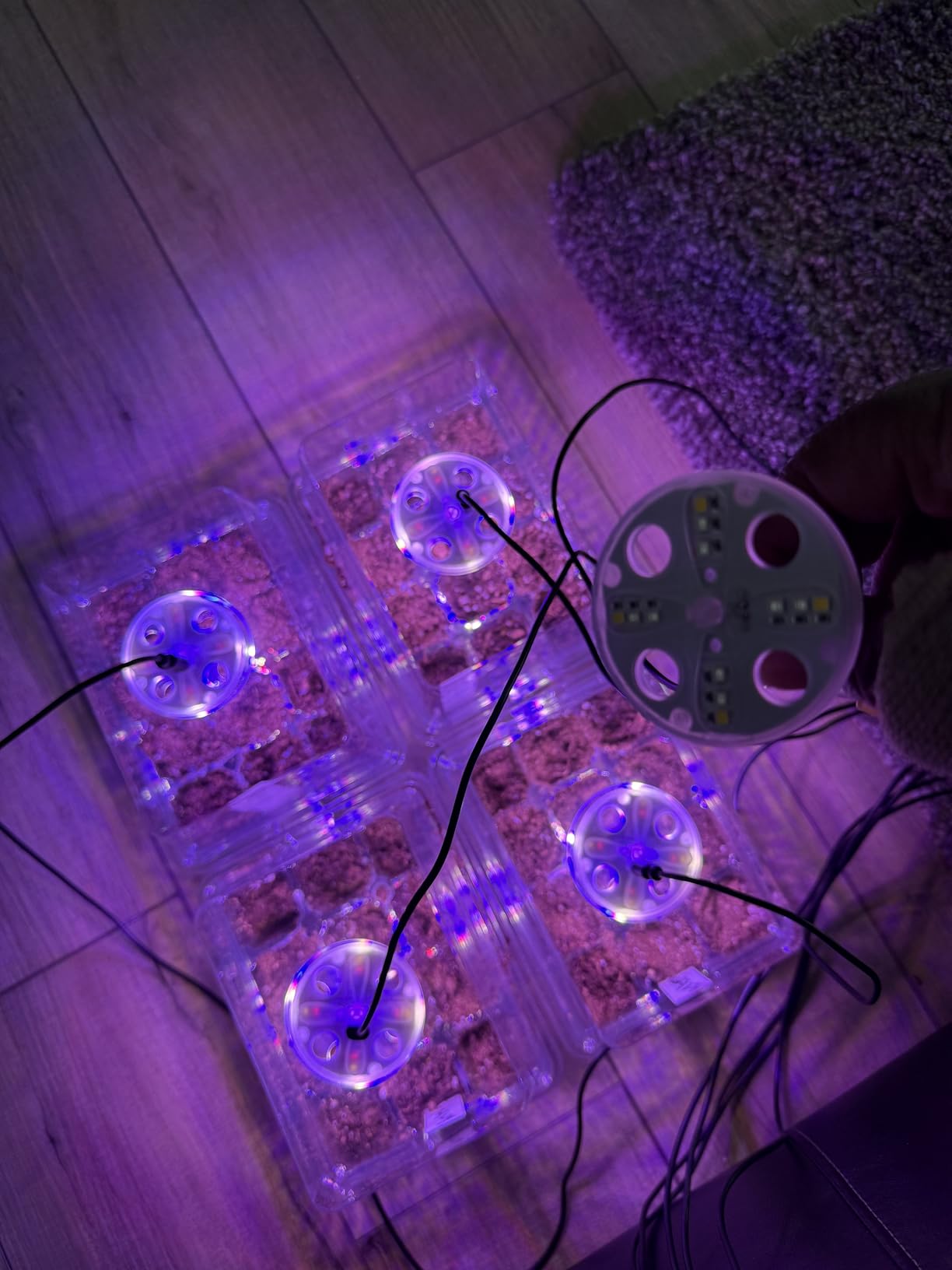 Bonviee Seed Starter Trays with 12-LED Grow Lights, Clear, 5 Pack | 5 Clear-base seedling Kits, 60 Cells, 12-LED Grow Light Per Tray, Vented Humidity Domes, Drainage Holes, 1-to-5 USB Cable customer photo 2