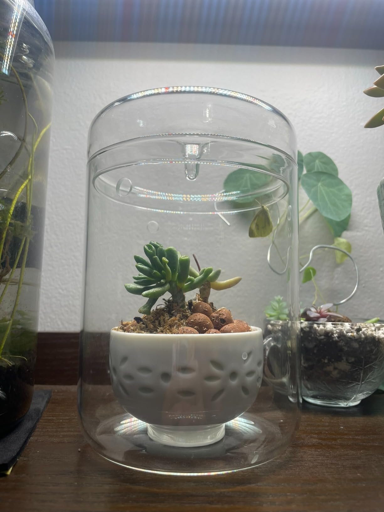 SARUFO Small Glass Plant Terrarium 4.7