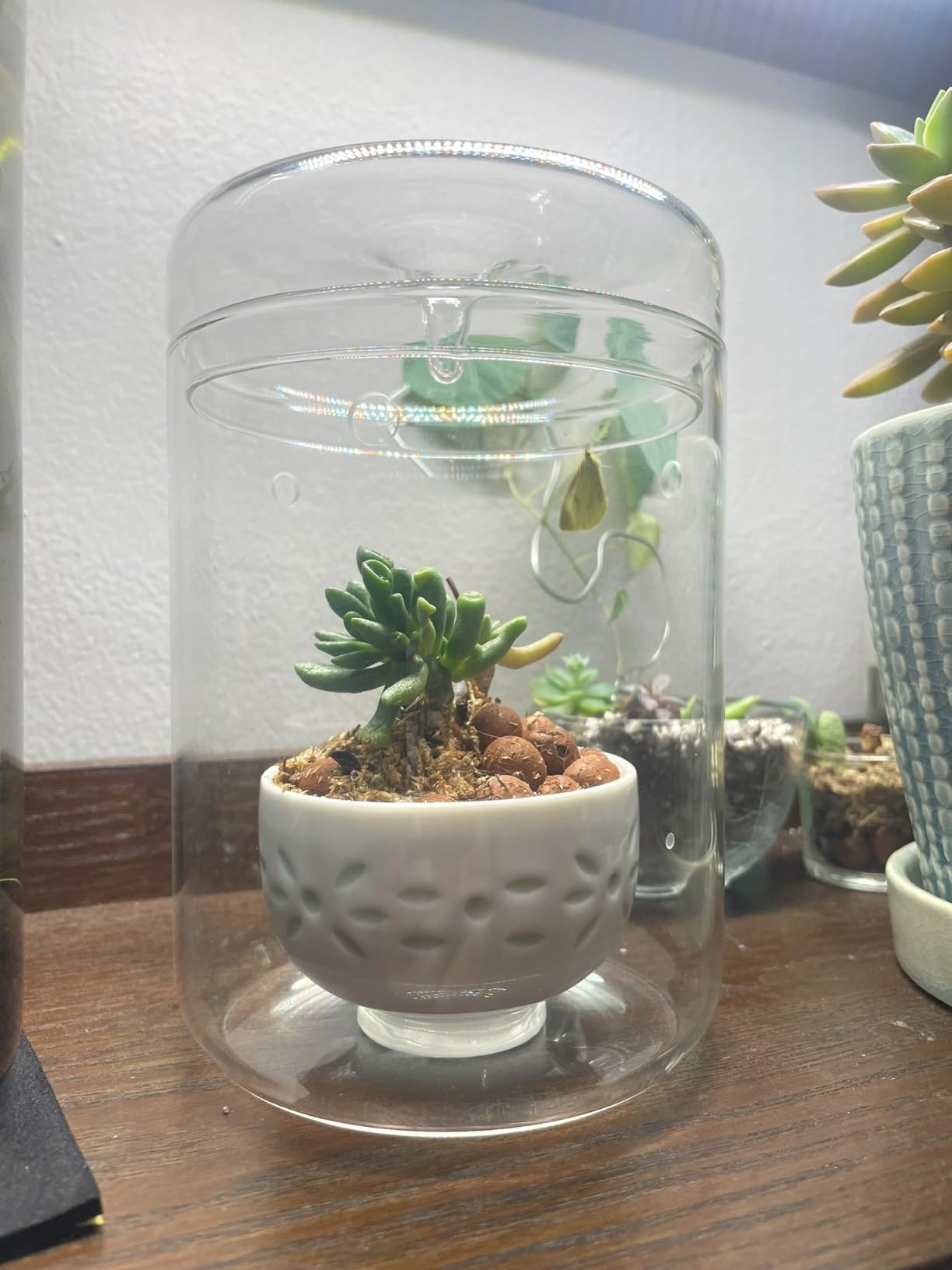 SARUFO Small Glass Plant Terrarium 4.7