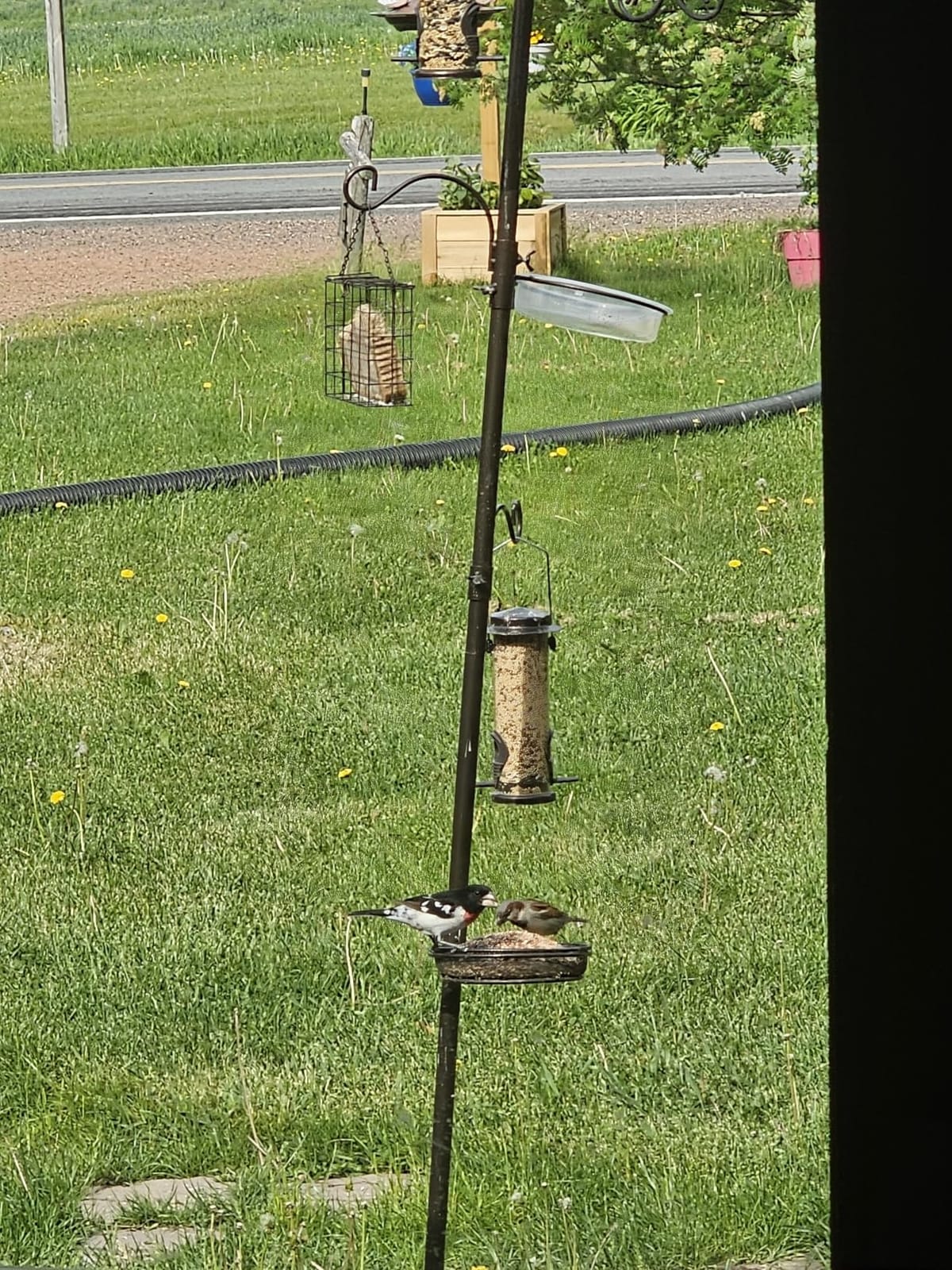 YINGYM 6-Hook Bird Feeding Station, 94 Inch Bird Feeder Pole for Outdoors | Multi-Feeder Kit Stand with 4 Bird Feeders, Bird Bath and Mesh Tray for Attracting Wild Birds customer photo 1