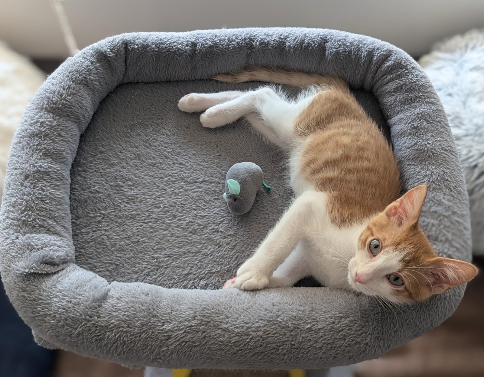 TWDEPART Cat Tree Tower with Cat Scratching Post for Indoor Cats, Activity Centre Climbing Tree with Scratching Board and Playful Toy Balls, Grey customer photo 2