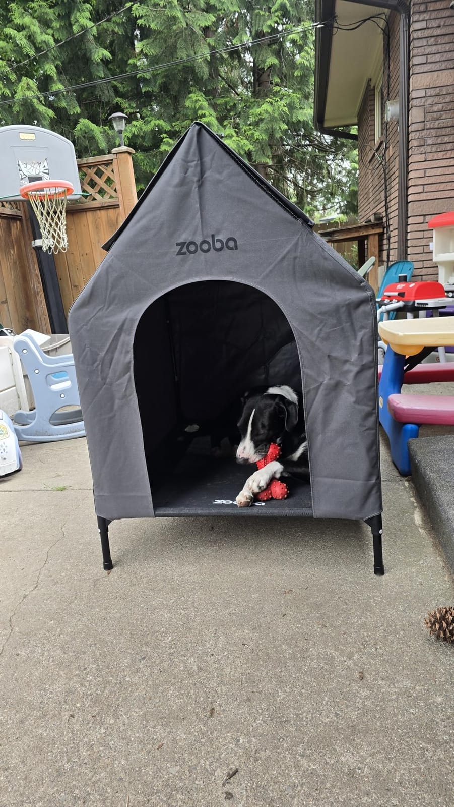 Zooba 48