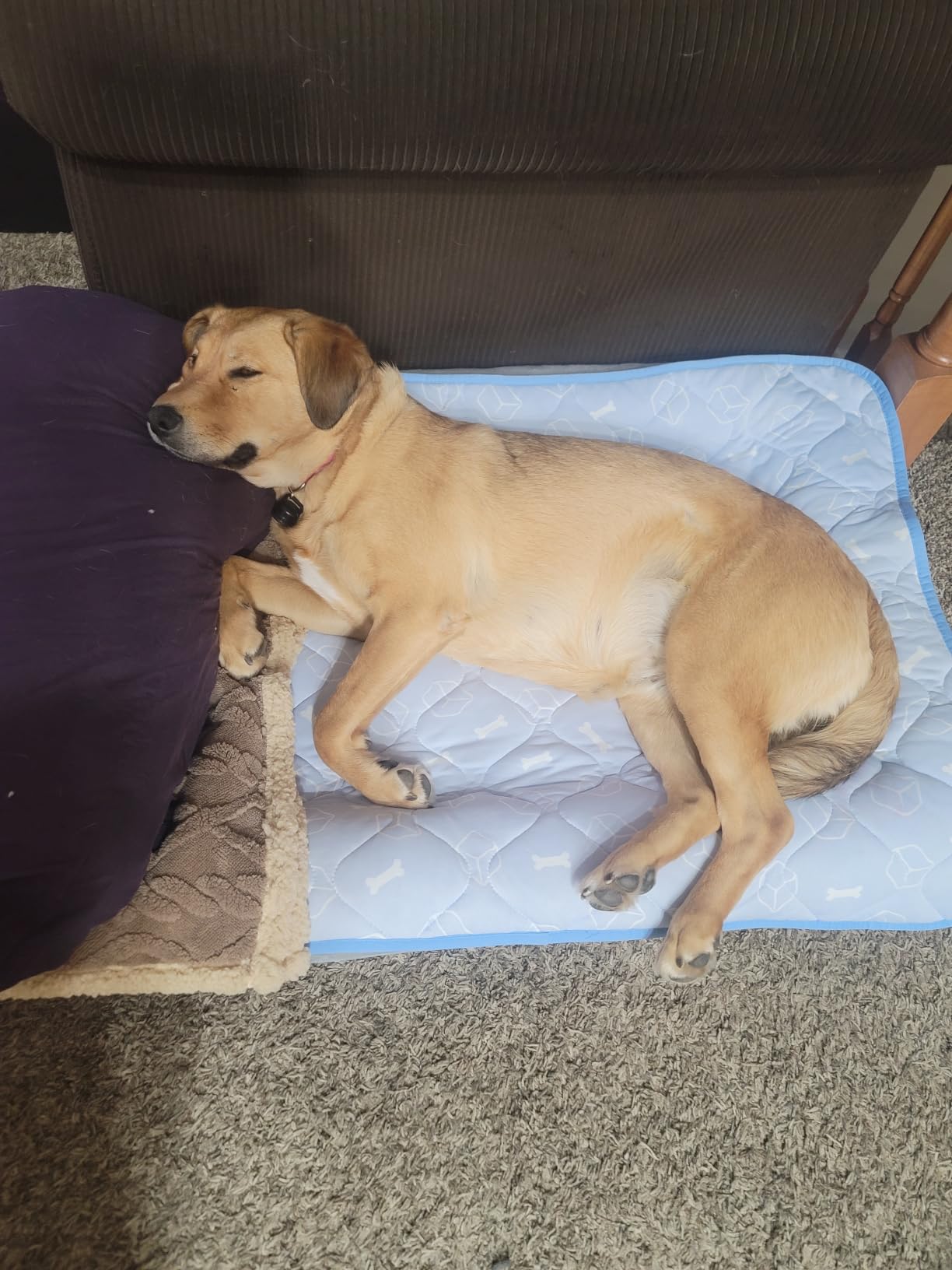 Rywell Dog Cooling Mat 2.0, Ocean Blue, 44