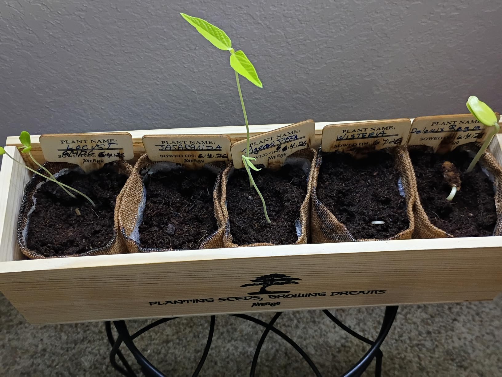 Bonsai Tree Kit Classic - Growing 5 Unique Japanese Bonzai Trees | Complete Indoor Bonsai Starter Kits for Growing Trees - Plant Lovers Gifts for Women & Men customer photo 2