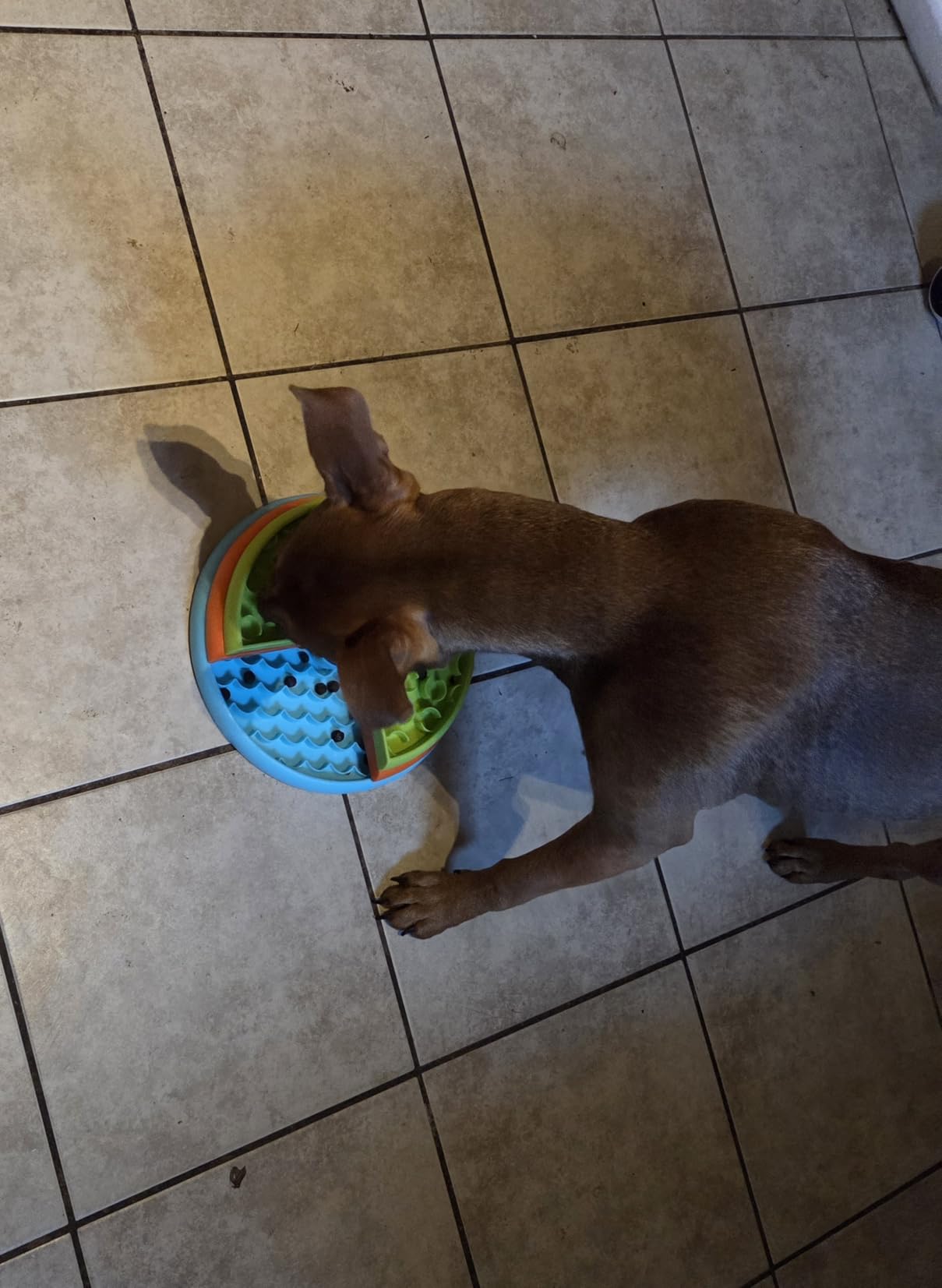 Atdoall Slow Feeder Dog Bowl, 3-Level Interactive Dog Puzzle Feeder | Reduces Boredom and Anxiety, Non-Slip Food Dispensing Toy for Medium & Large Dogs customer photo 1
