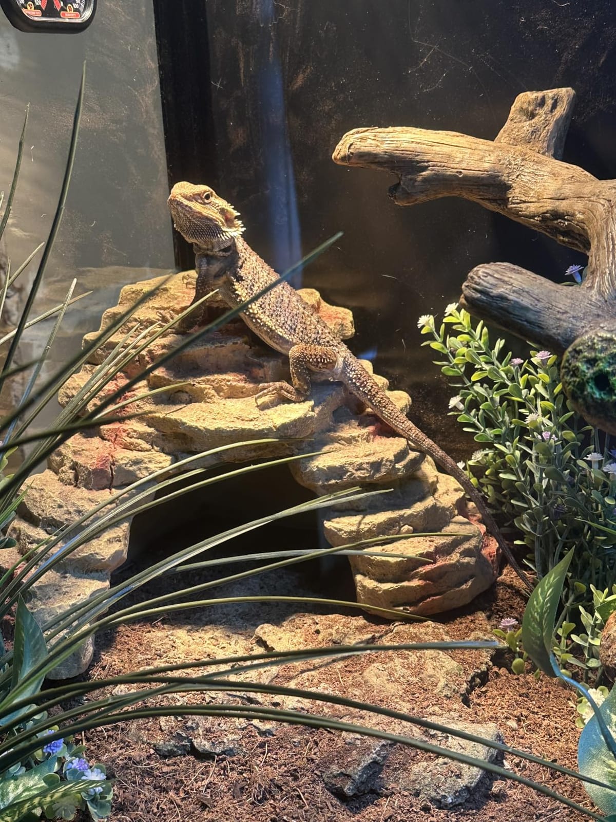 Phailozoo 120 Gallon Reptile Tank for Bearded Dragon, Snake, Adult Reptile | Optimal Ventilation & Light Penetration by Rust Proof Mesh Top, Easy Assembly within 6 Steps with Clear Instruction customer photo 2