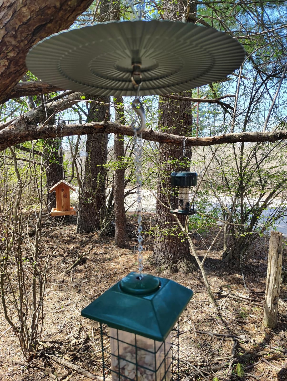 Squirrel Proof Bird Feeder, Metal Bird Feeders for Outdoors Hanging, Weight Activated, 3Lb Capacity, 4 Ports, All-Weather Tube Bird Feeder for Outside, Cardinal Finch Bluebird Wild Bird Feeder customer photo 1