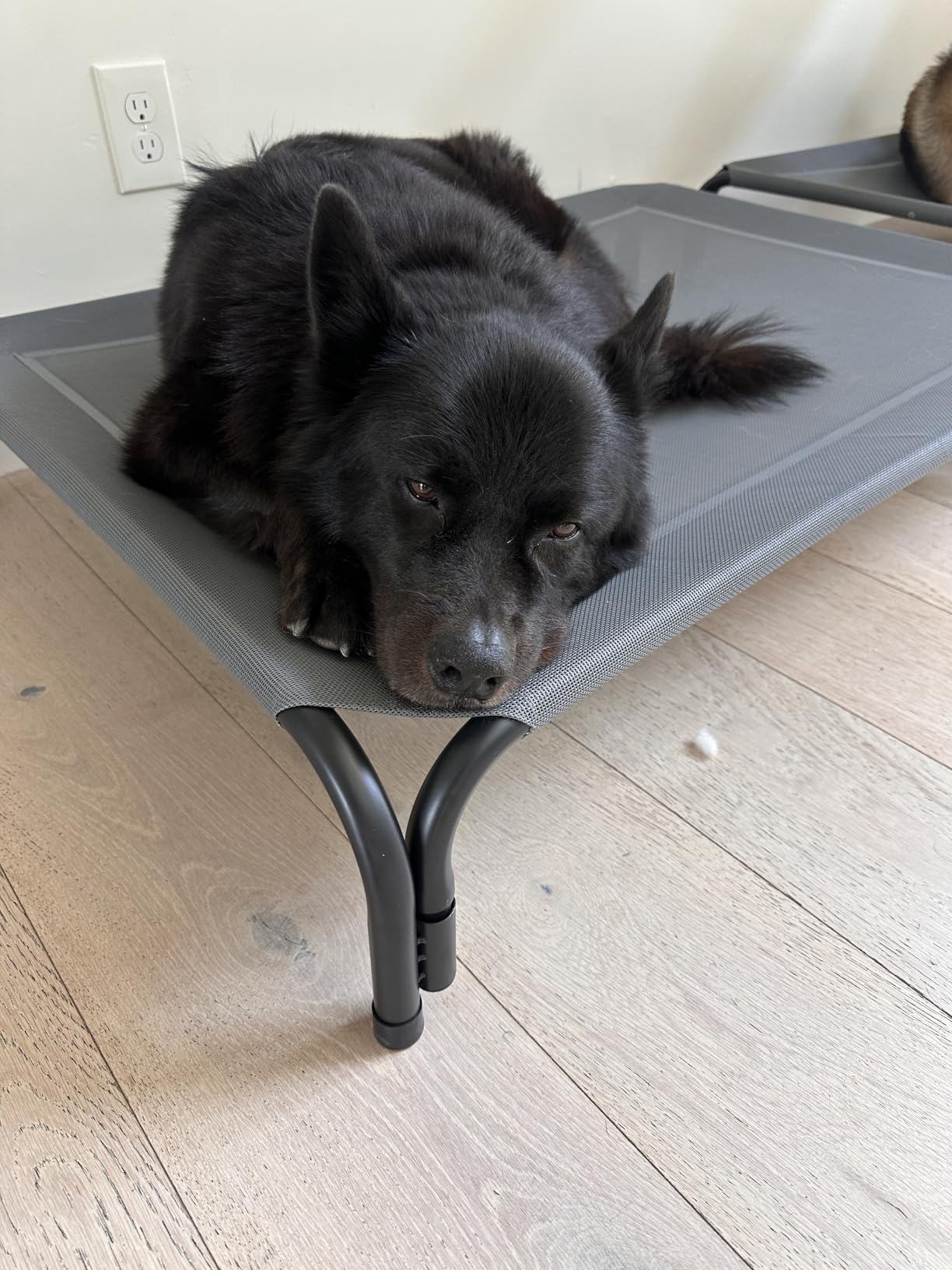Elevated Dog Bed Raised Outdoor Dog Cot for Large Dogs, Installation Requires No Tools, Frame with Washable Cooling Breathable Mesh Anti-Slip Feet, Indoor Pet Bed, Black, 43.3 Inches customer photo 1