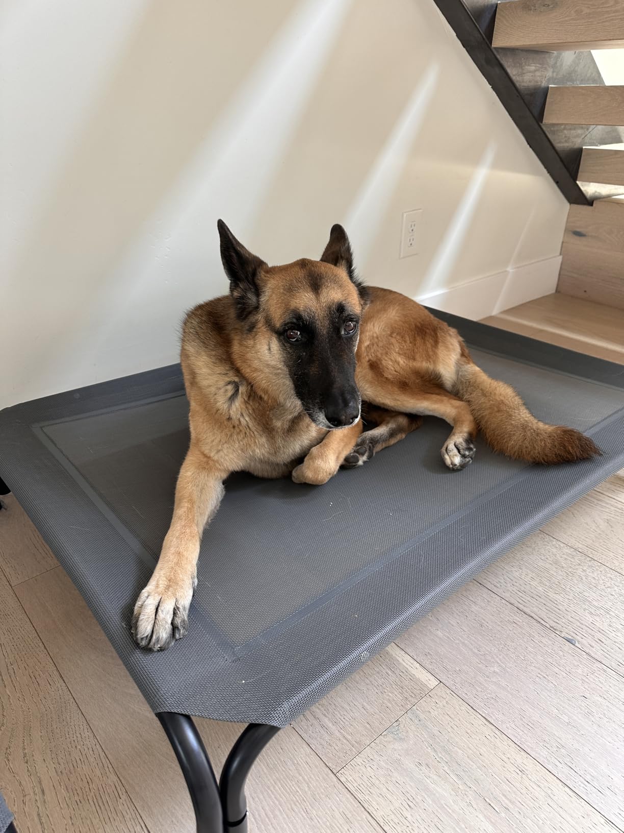 Elevated Dog Bed Raised Outdoor Dog Cot for Large Dogs, Installation Requires No Tools, Frame with Washable Cooling Breathable Mesh Anti-Slip Feet, Indoor Pet Bed, Black, 43.3 Inches customer photo 2