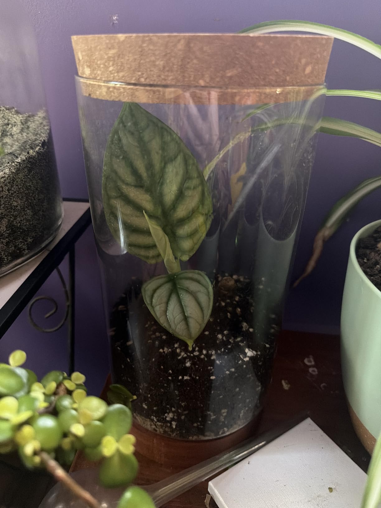 Clear Glass Houseplant Terrarium Planter, 6