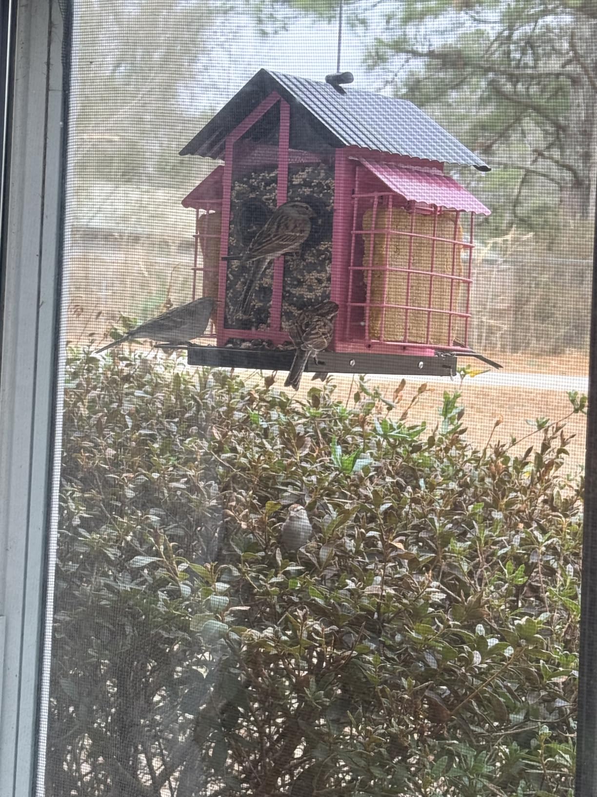 FlowaFoli Bird Feeders for Outdoors, Metal Bird Feeder with Double Suet Cage Weatherproof Metal Roof, 2 in 1 Mixed Seeds Suet Feeder, 4Lbs Large Capacity, Great for Finch, Cardinal, Chickadee (Brown) customer photo 2