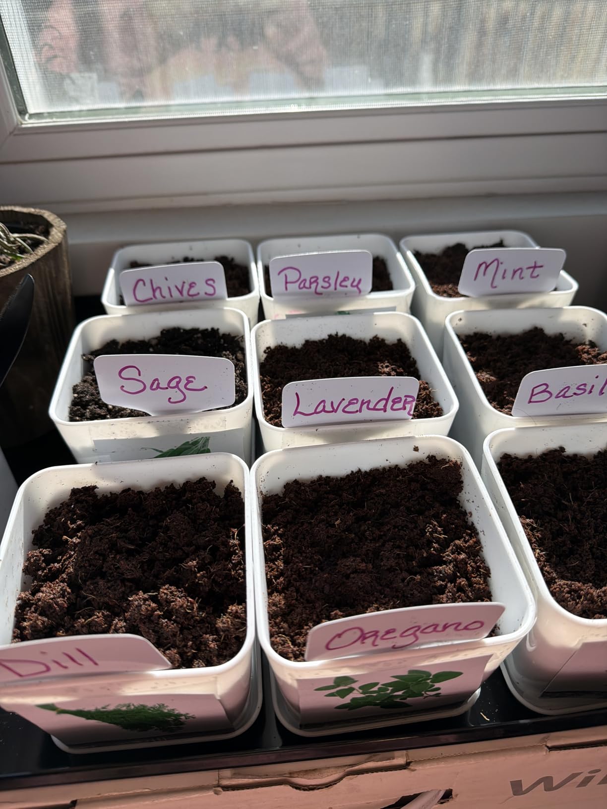 Indoor Herb Garden Kit - 10 Non-GMO Herb Seeds with Soil, Pots & Moisture Meter - Easy Windowsill Gardening Starter Set - Unique Gift for Gardeners, Home Chefs & Families customer photo 2