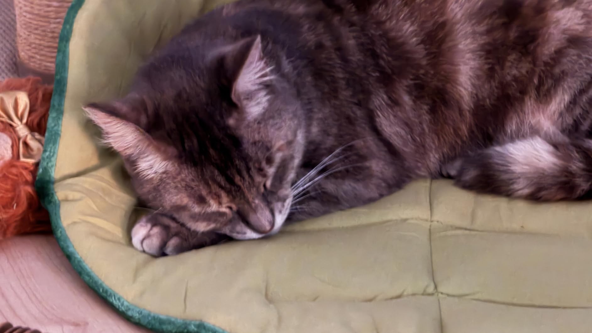 Cat Mat Self Warming Cat Bed 26