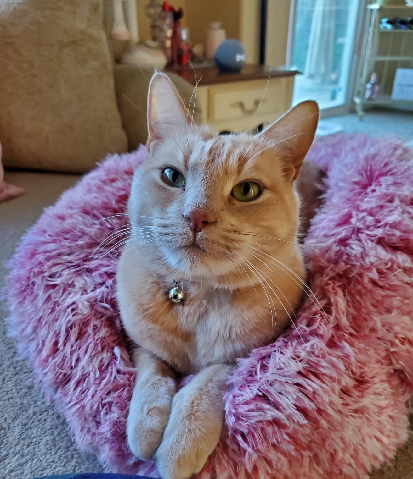 JOLLYVOGUE Small Dog Bed, Calming Dog Beds for Small Dogs & Indoor Cats - 20 Inches Donut Washable Cat Bed for Kittens & Puppies, Round Fluffy Plux Faux Fur Pet Beds customer photo 1