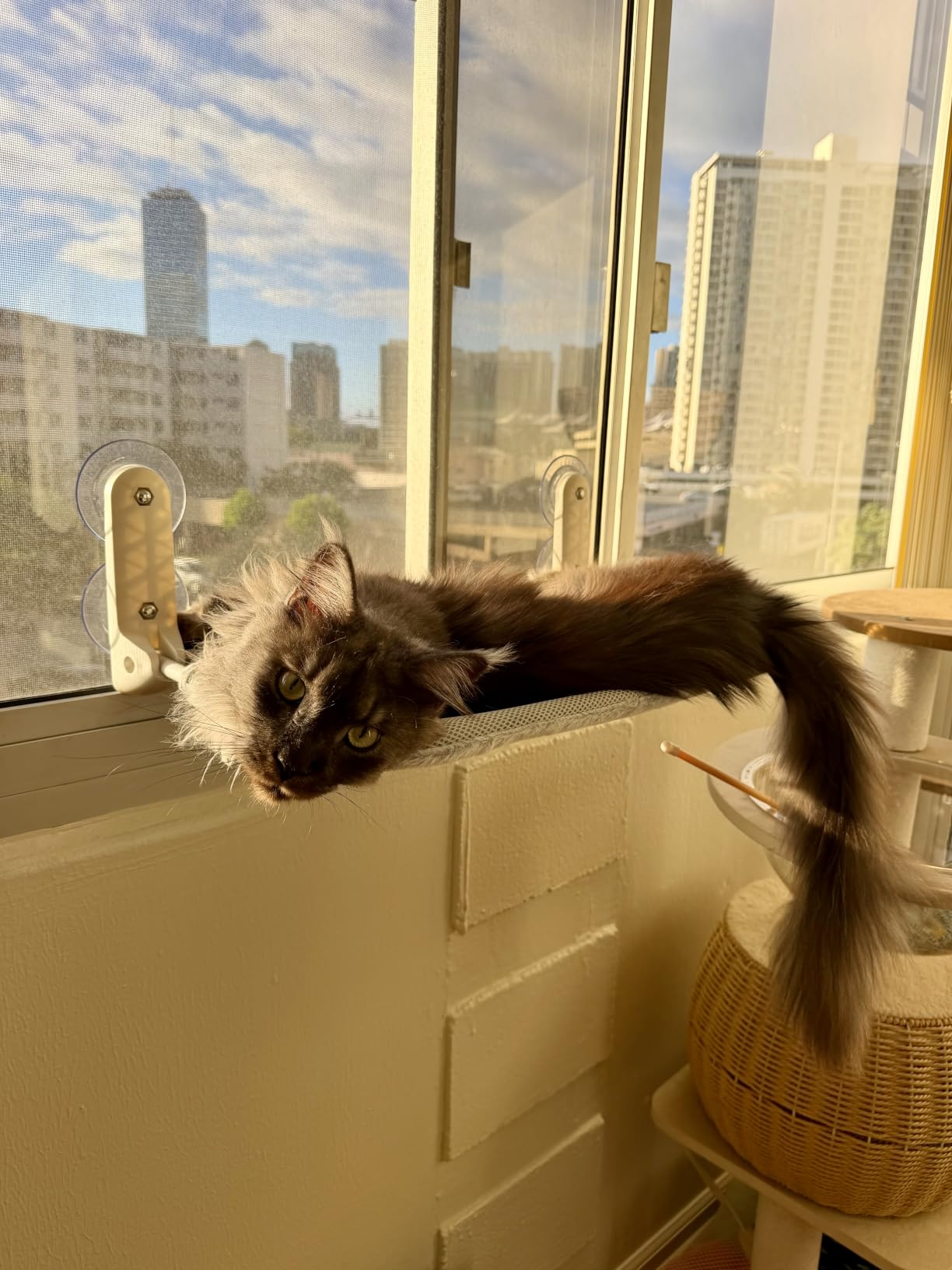 Zoratoo 2PC Cat Window Perch, Foldable & Cordless with Metal Frame, M Gray | 2-in-1 Reversible Cover, Removable for Machine Wash, Stable Window Resting Seat with Large Suction Cups for Indoor Cats customer photo 1