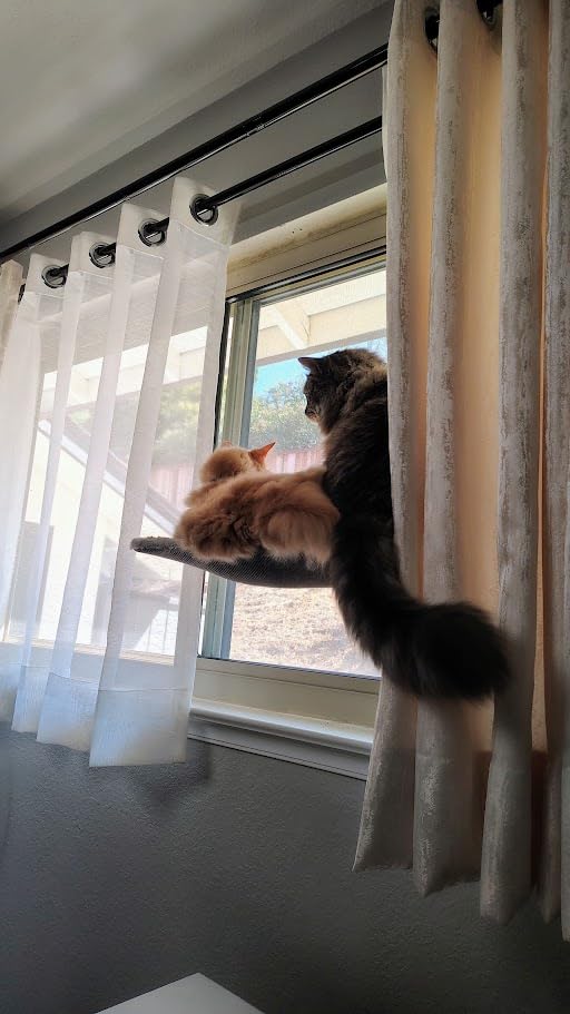 Zoratoo 2PC Cat Window Perch, Foldable & Cordless with Metal Frame, M Gray | 2-in-1 Reversible Cover, Removable for Machine Wash, Stable Window Resting Seat with Large Suction Cups for Indoor Cats customer photo 2
